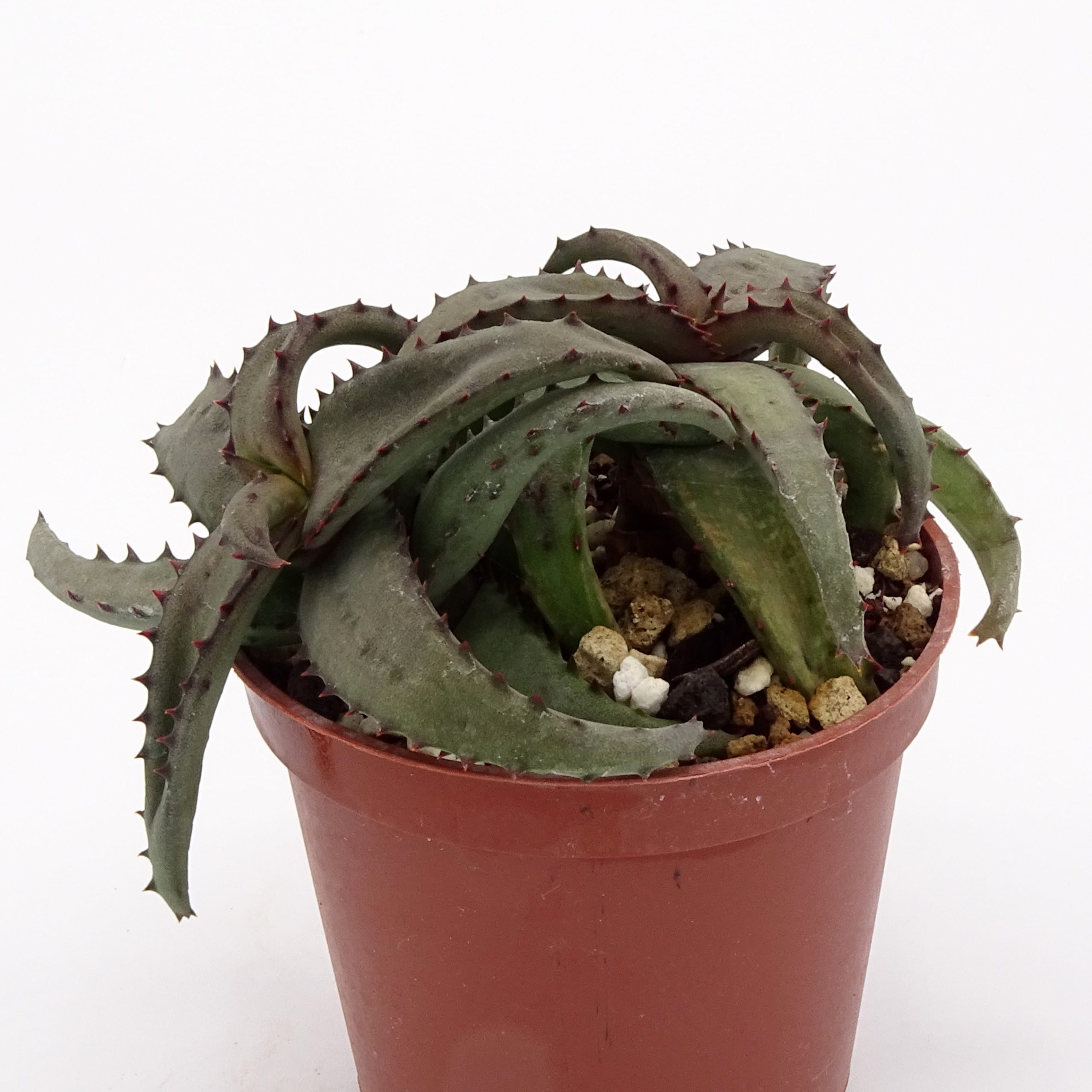 Aloe castilloniae (n.1)
