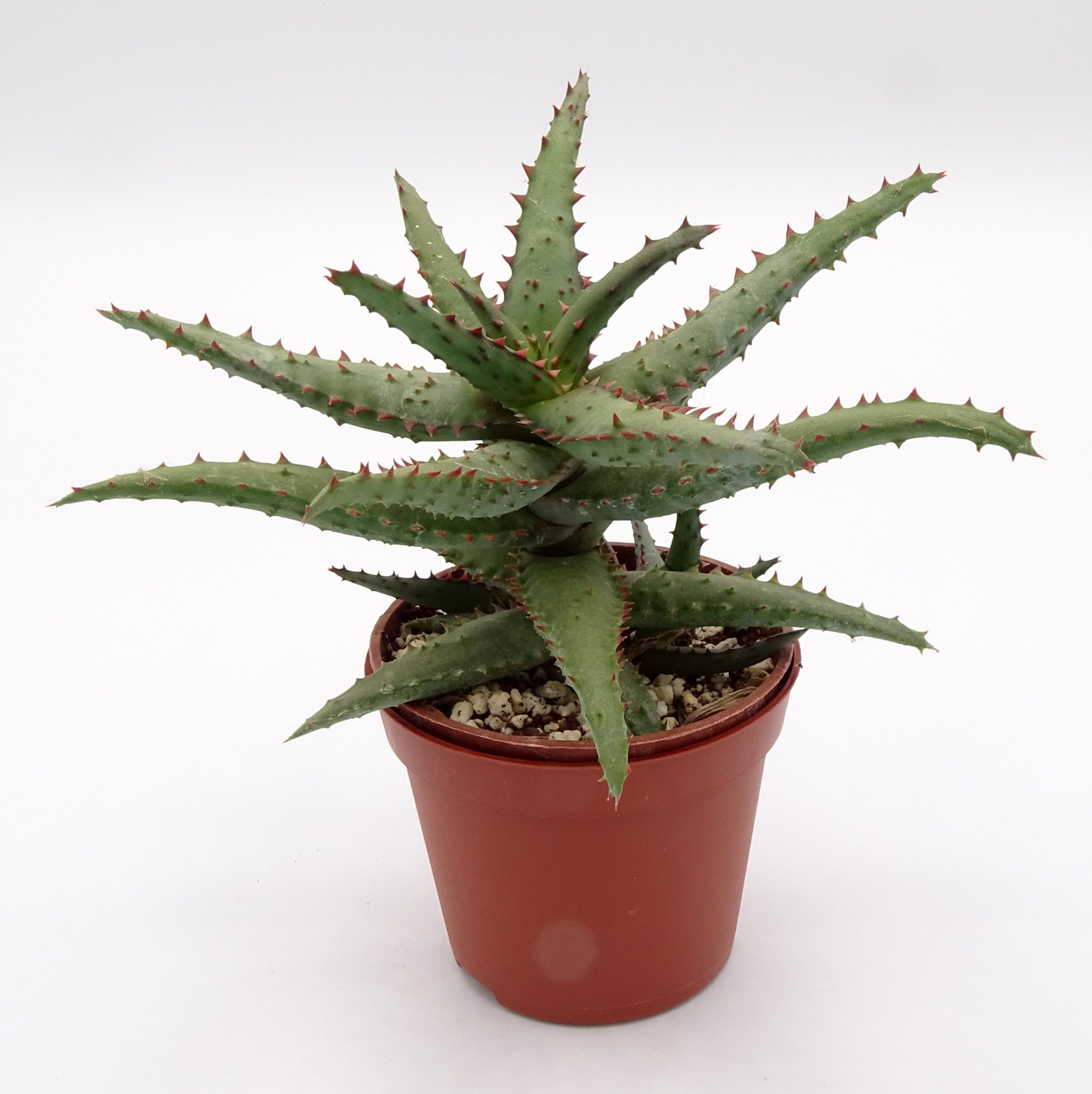 Aloe castilloniae x 'DZ'