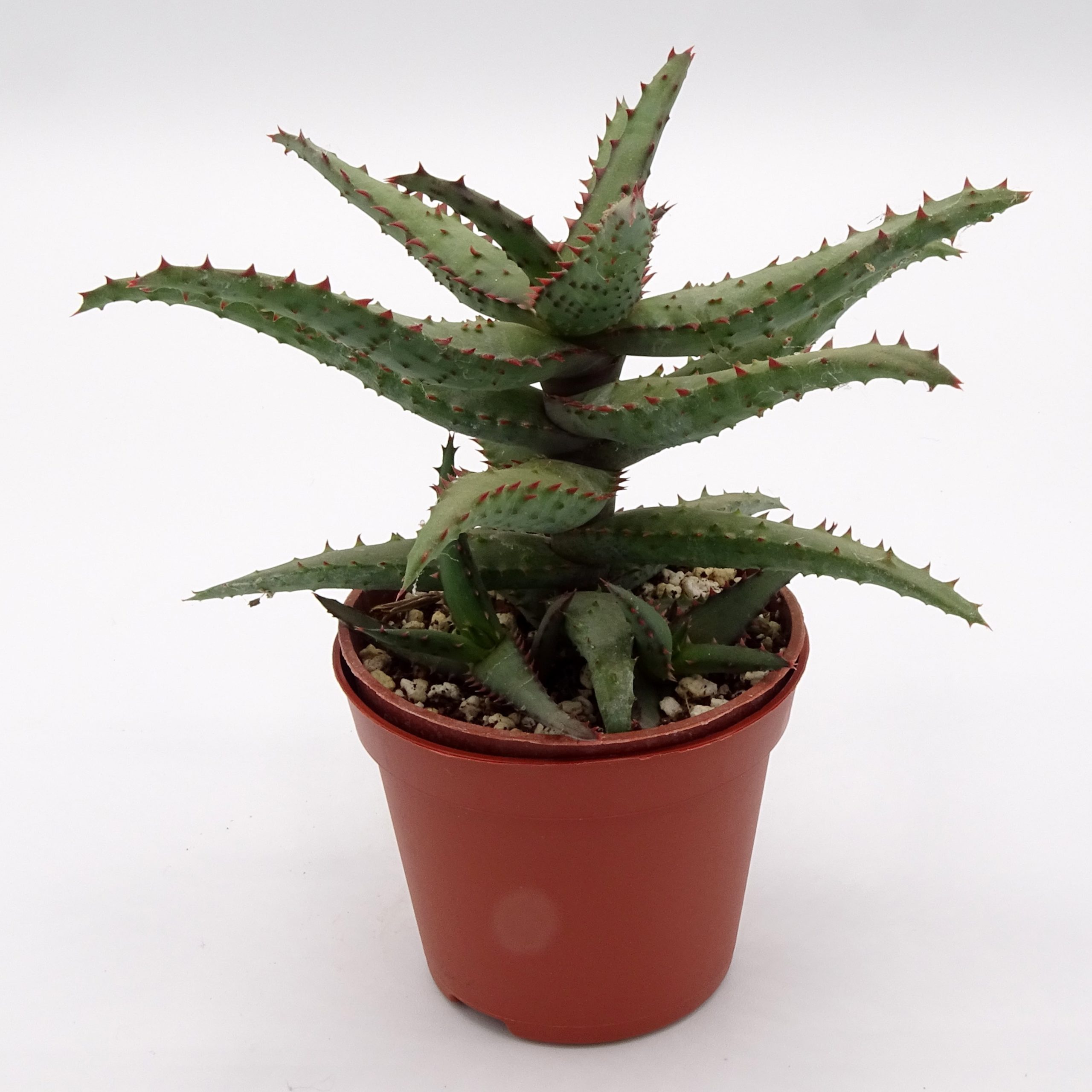 Aloe castilloniae x 'DZ' – Image 2