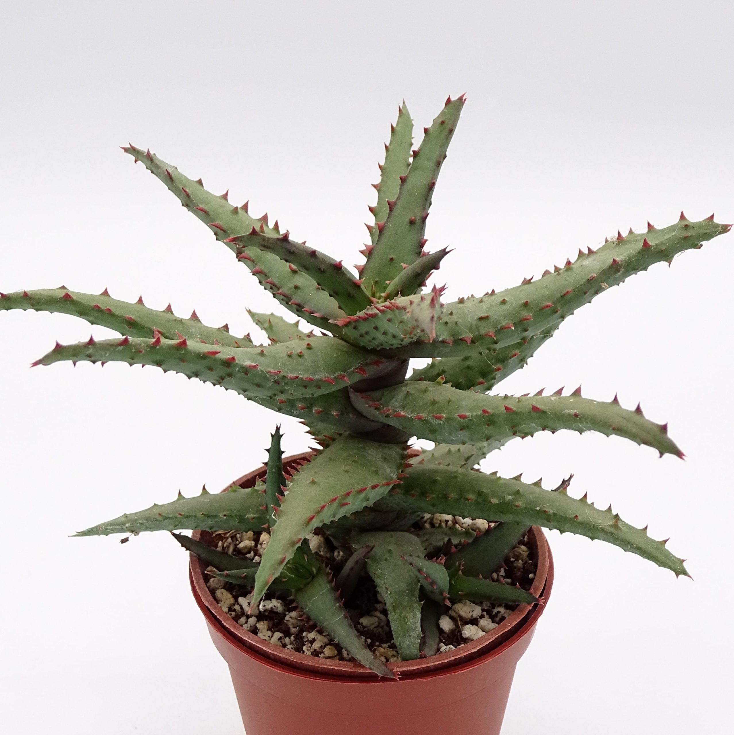 Aloe castilloniae x 'DZ' – Image 3