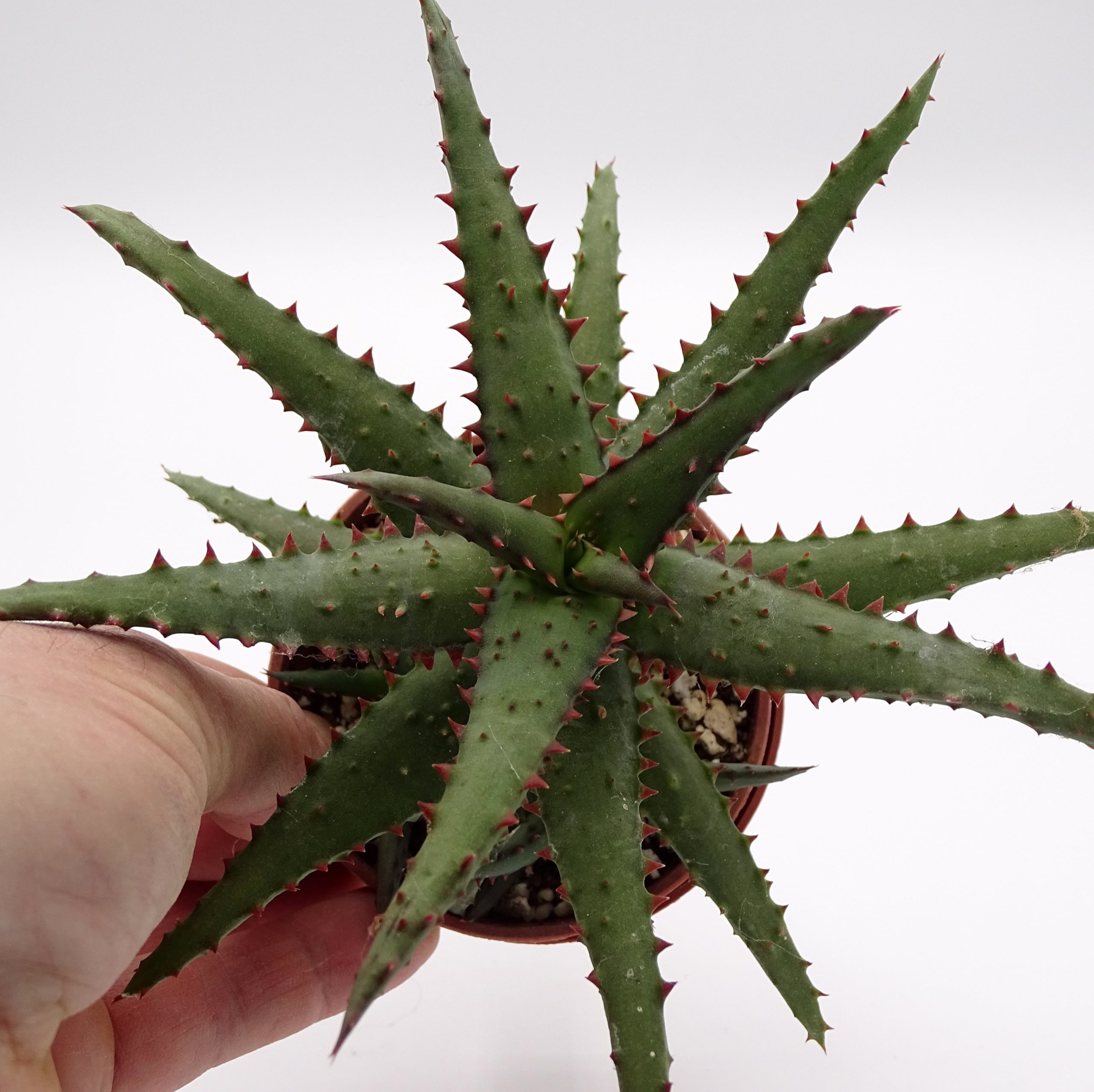 Aloe castilloniae x 'DZ' – Image 4