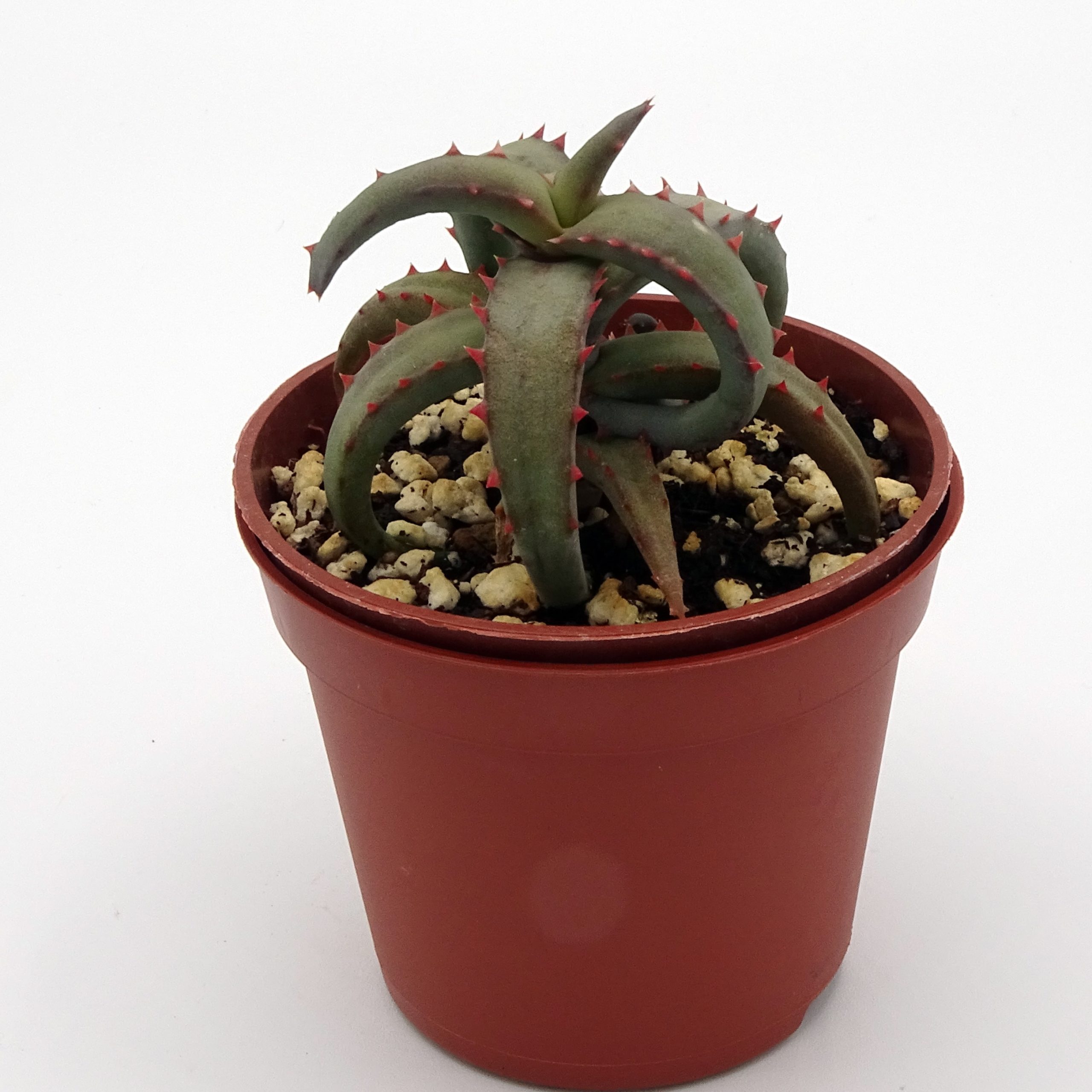 Aloe castilloniae x Aloe millotii (2) – Image 2