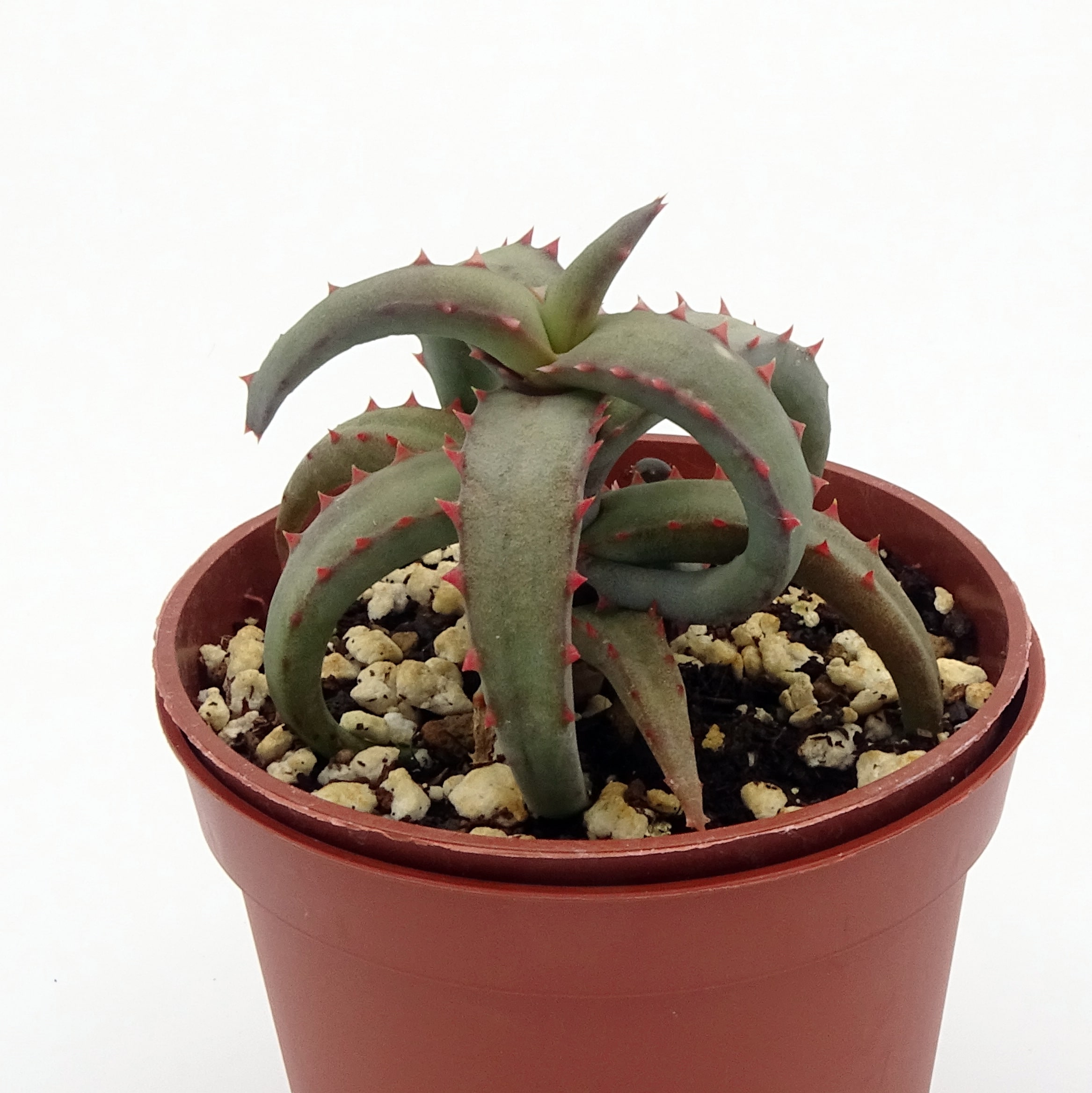 Aloe castilloniae x Aloe millotii (2) – Image 3