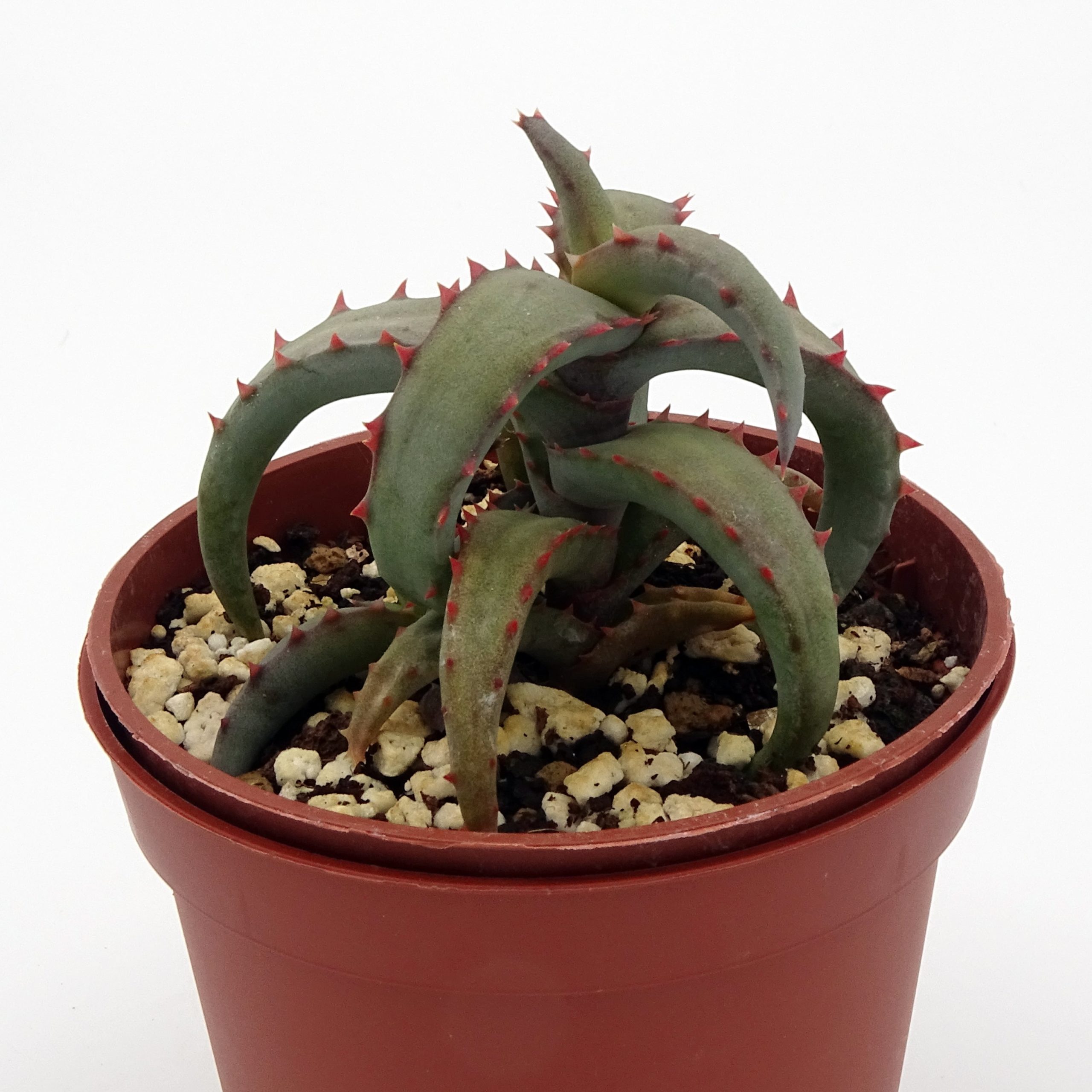 Aloe castilloniae x Aloe millotii (2)