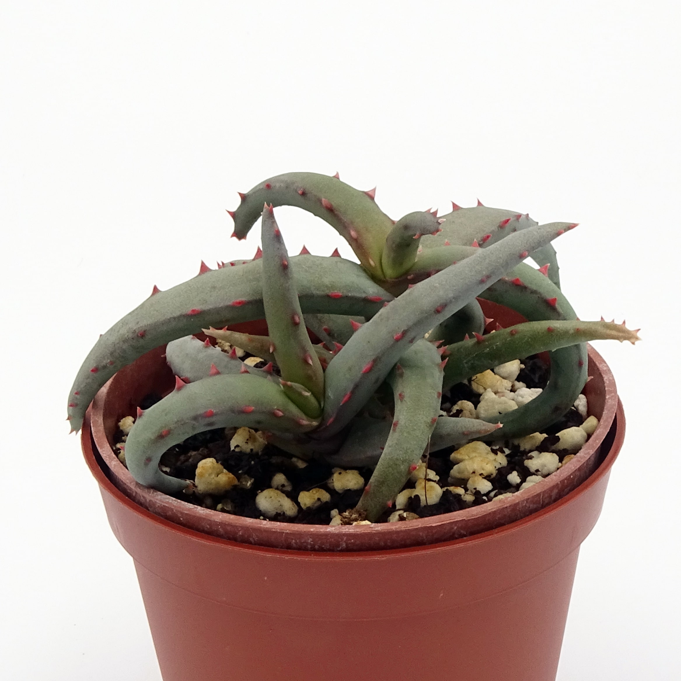 Aloe castilloniae x Aloe millotii (3)