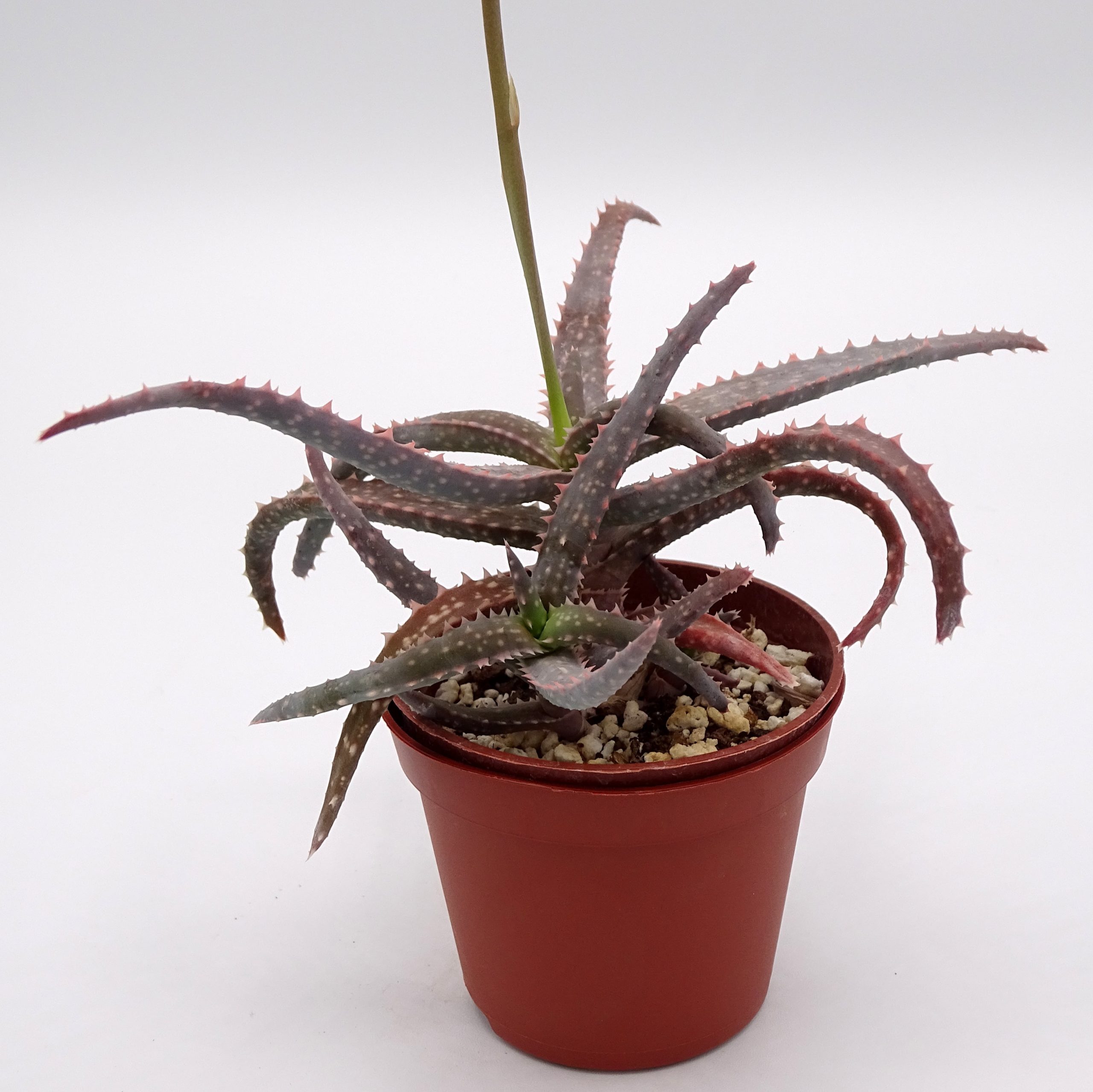 Aloe 'DZ' x millotii (n°1) – Image 2