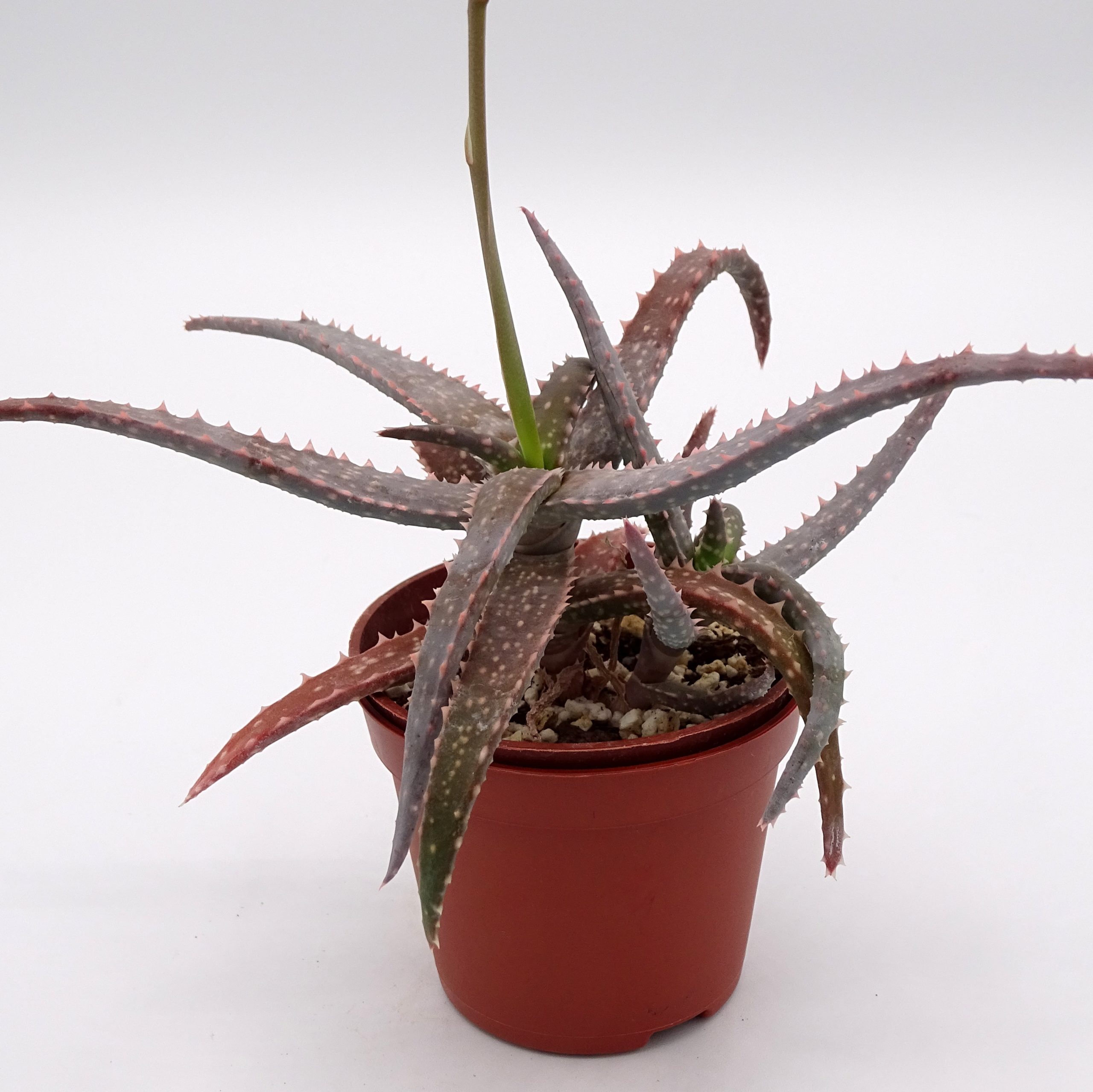 Aloe 'DZ' x millotii (n°1) – Image 3