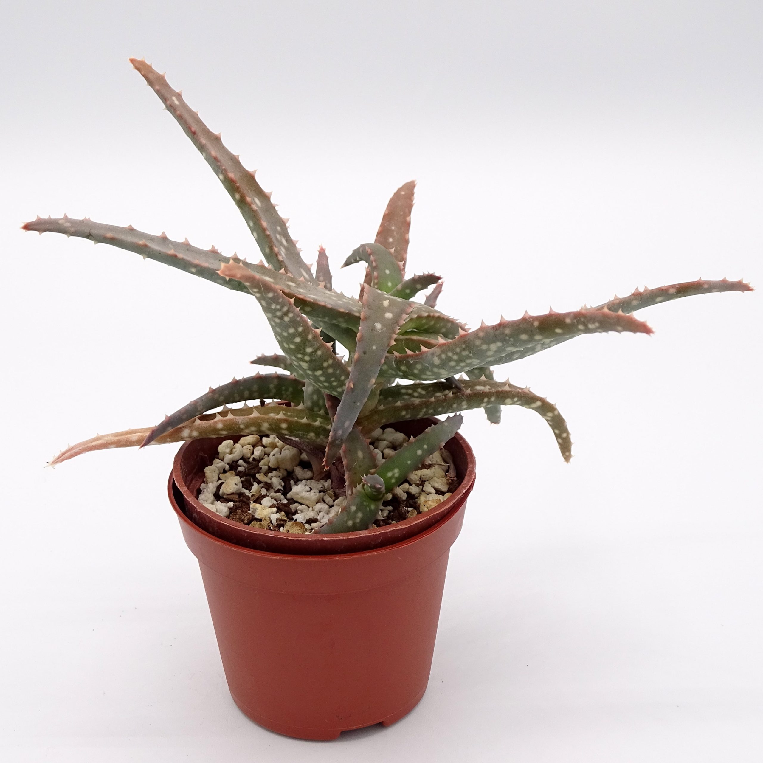 Aloe 'DZ' x millotii (n°2) – Image 2