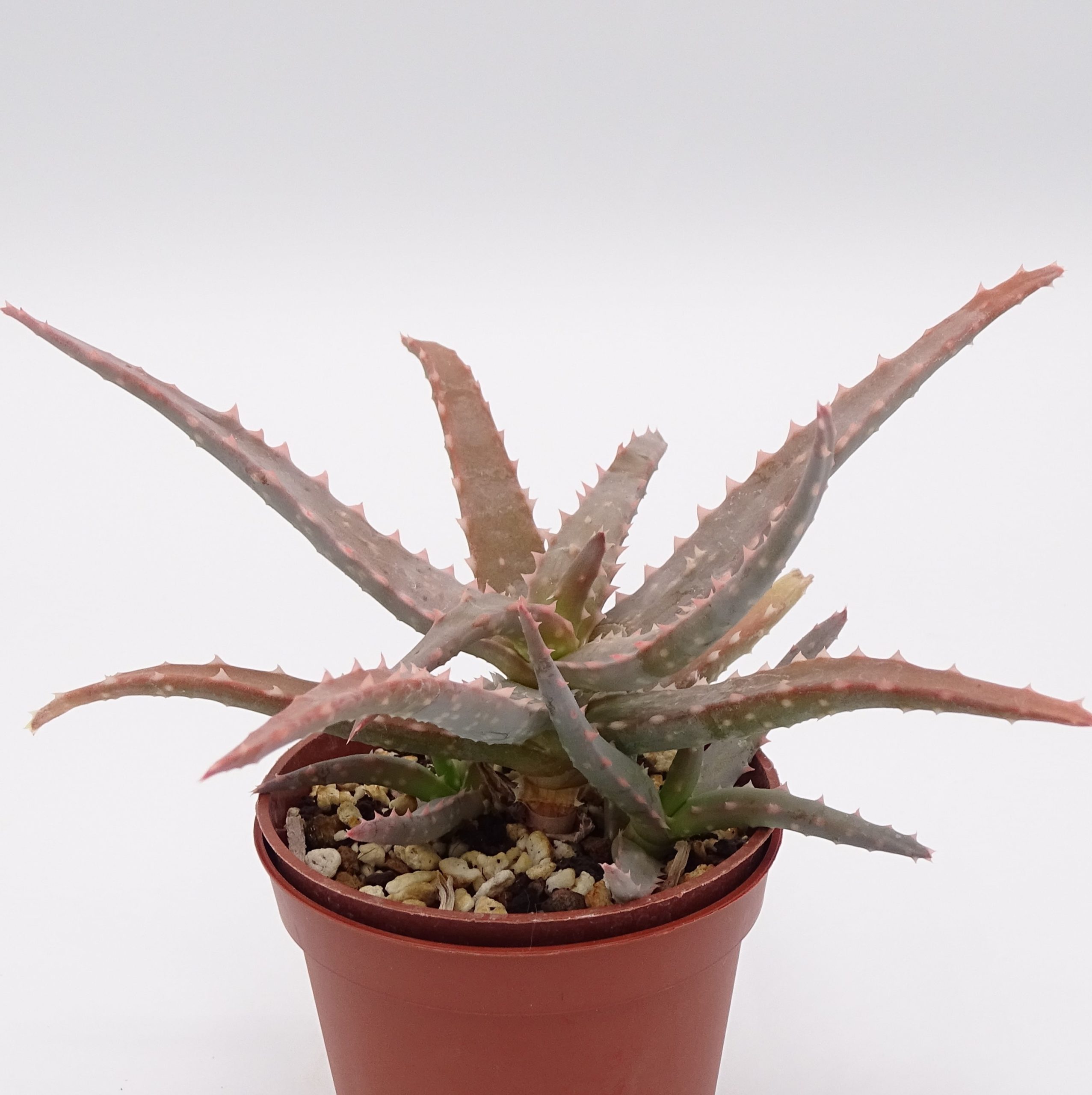 Aloe 'DZ' x millotii (n°3)