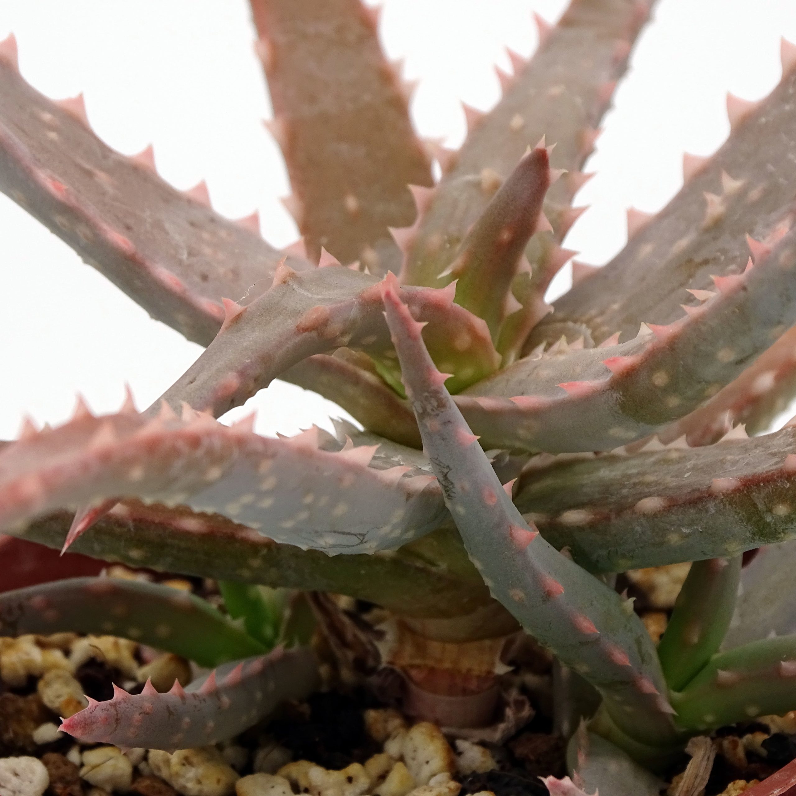 Aloe 'DZ' x millotii (n°3) - Image 2