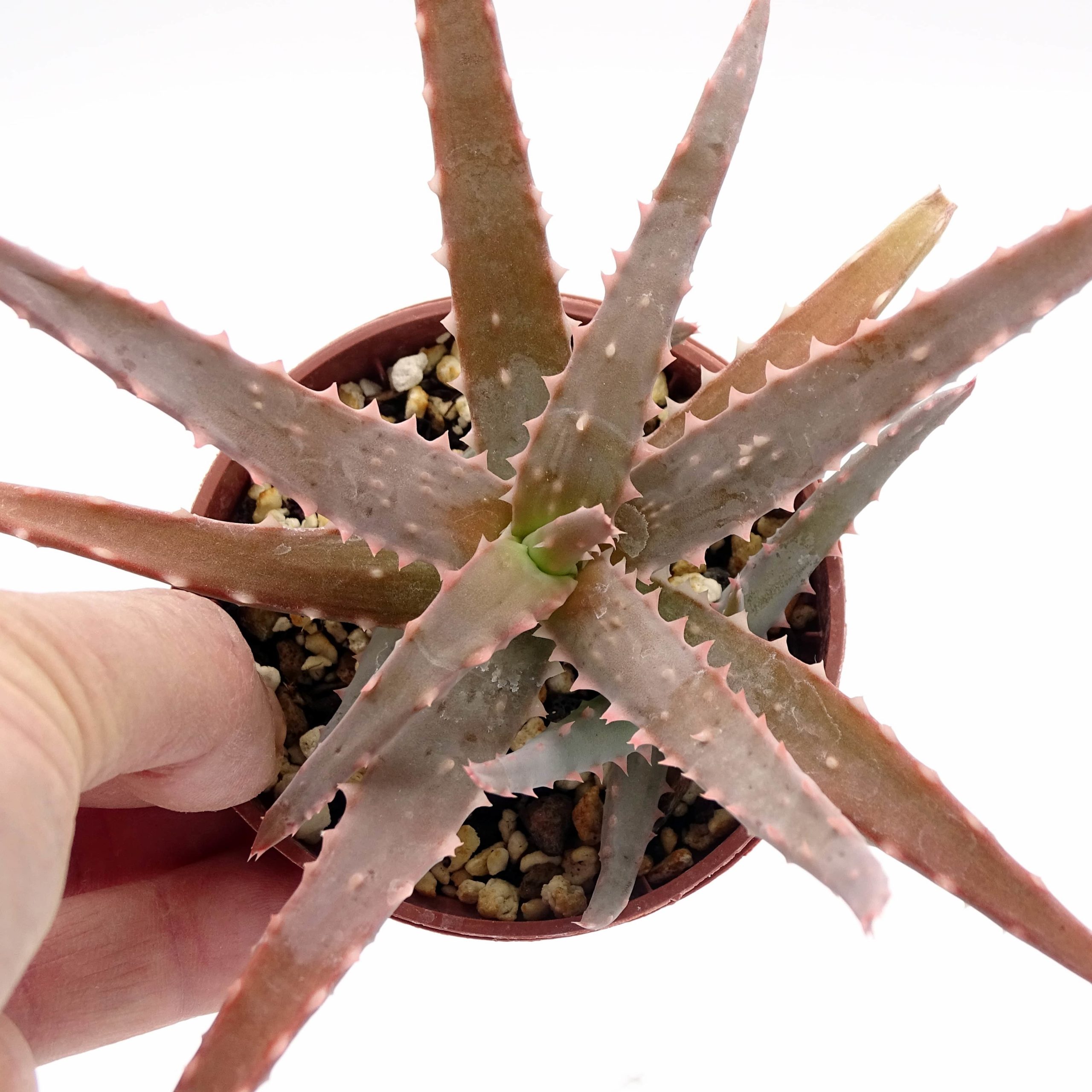 Aloe 'DZ' x millotii (n°3) - Image 3