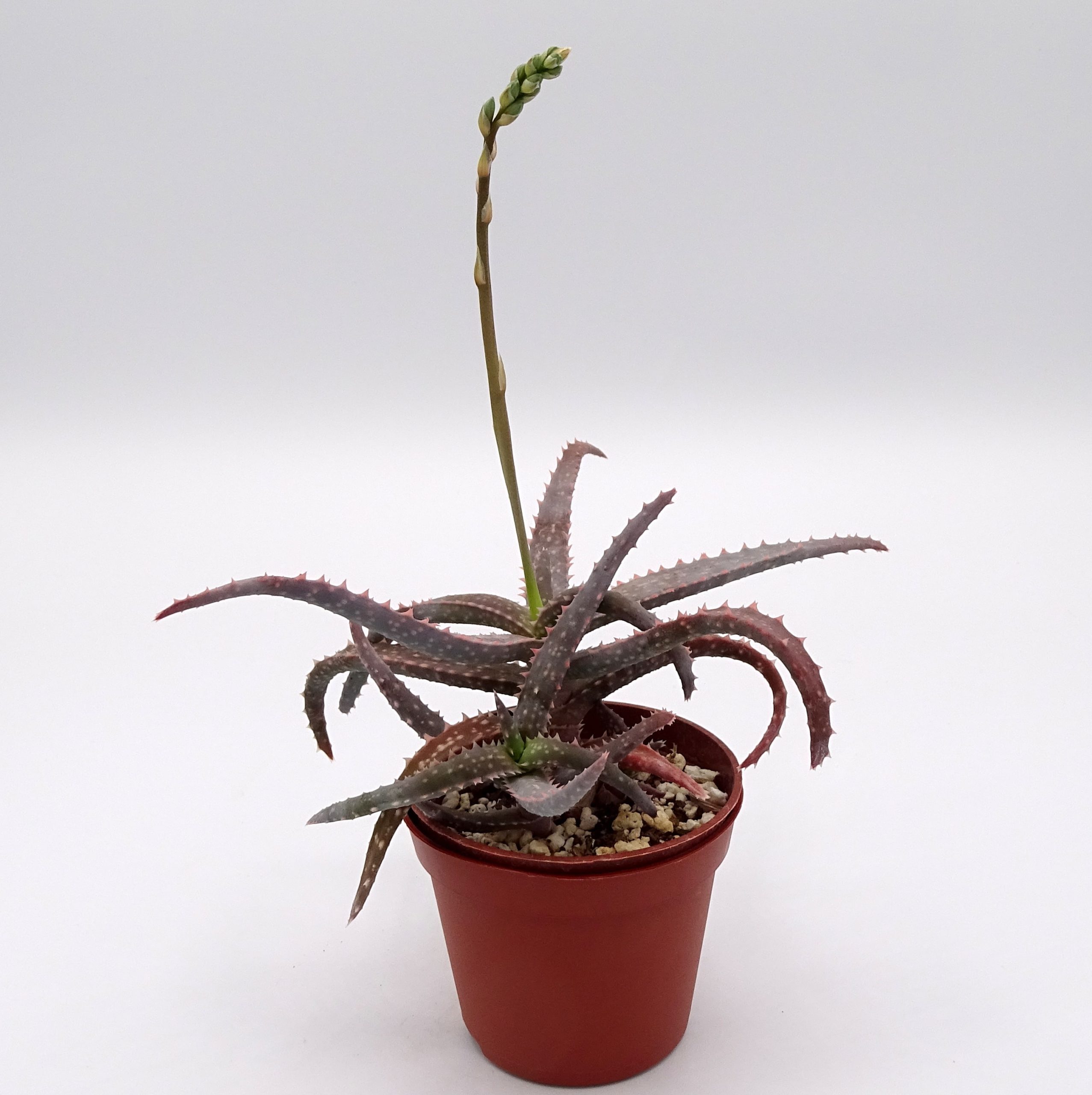 Aloe 'DZ' x millotii (n°1)