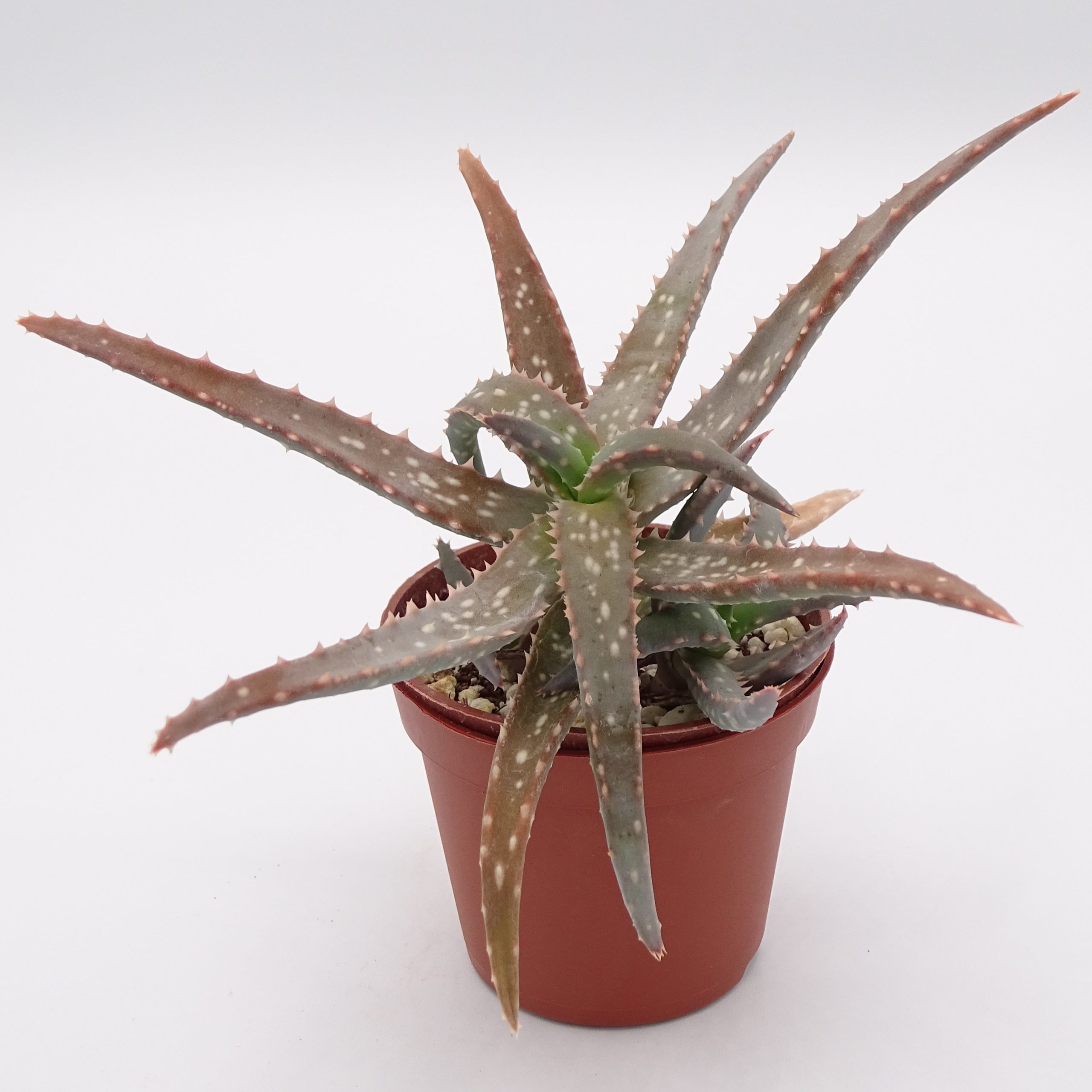 Aloe 'DZ' x millotii (n°2)