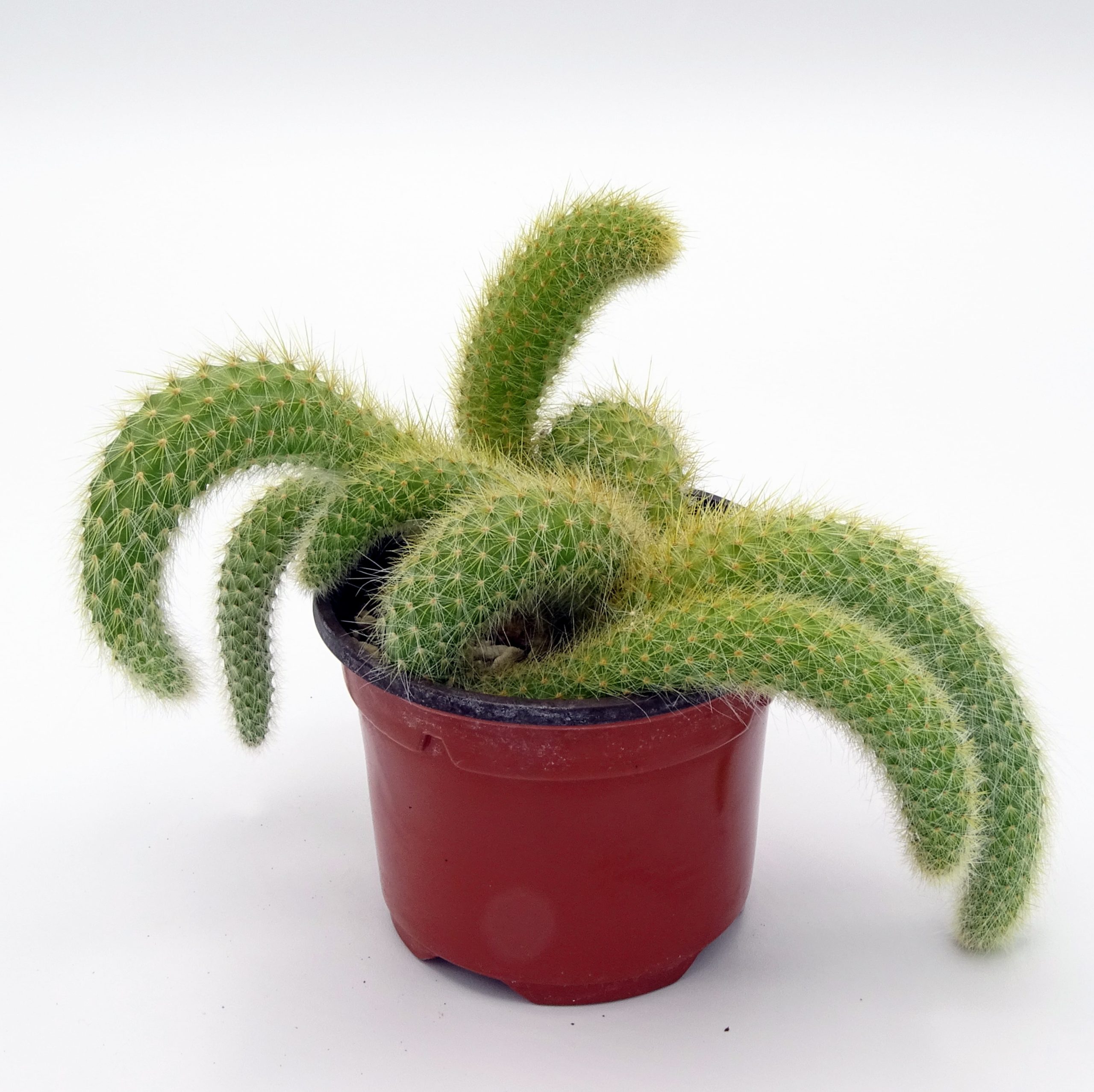 Cleistocactus colademononis - Image 3