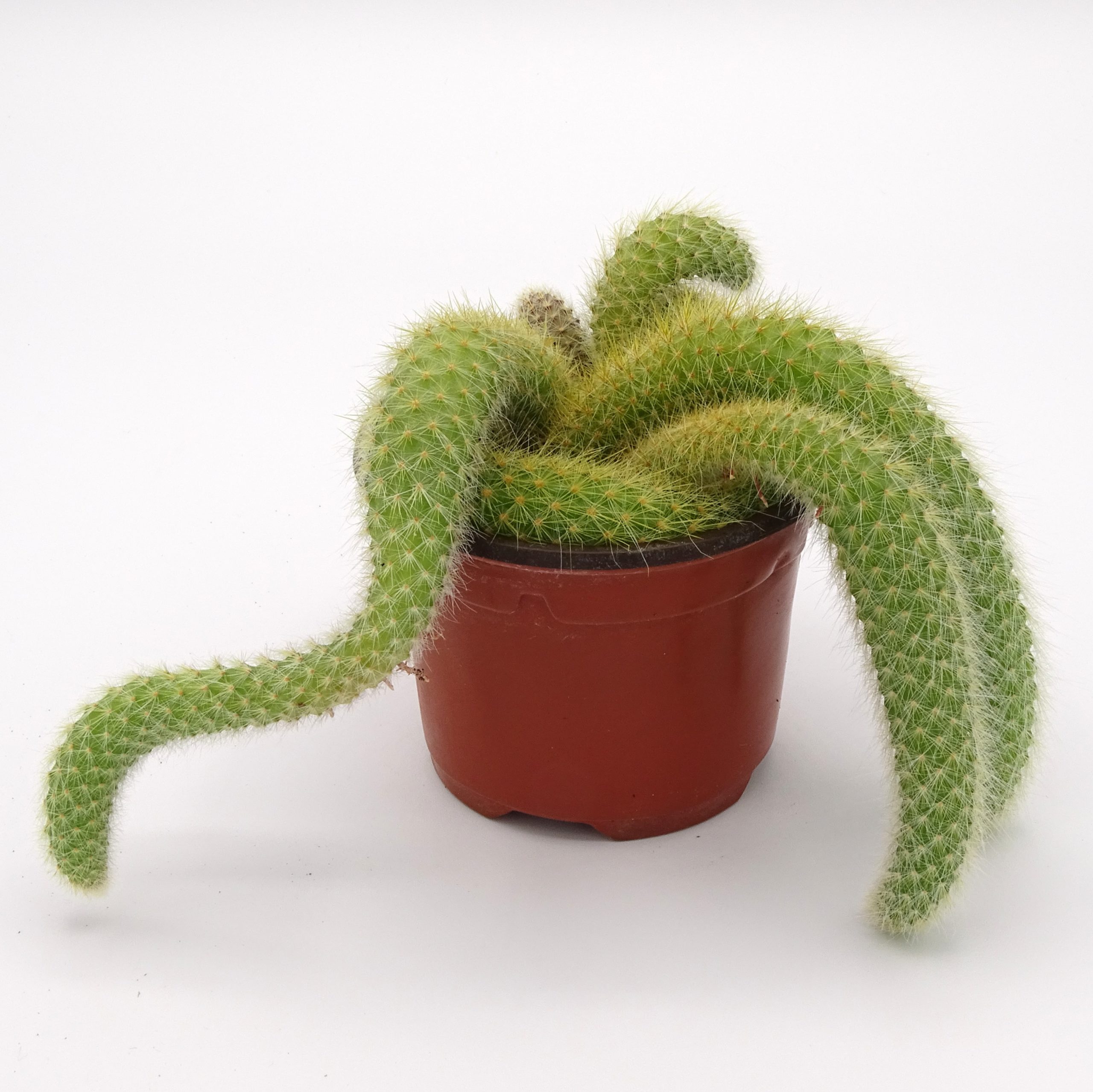 Cleistocactus colademononis - Image 4