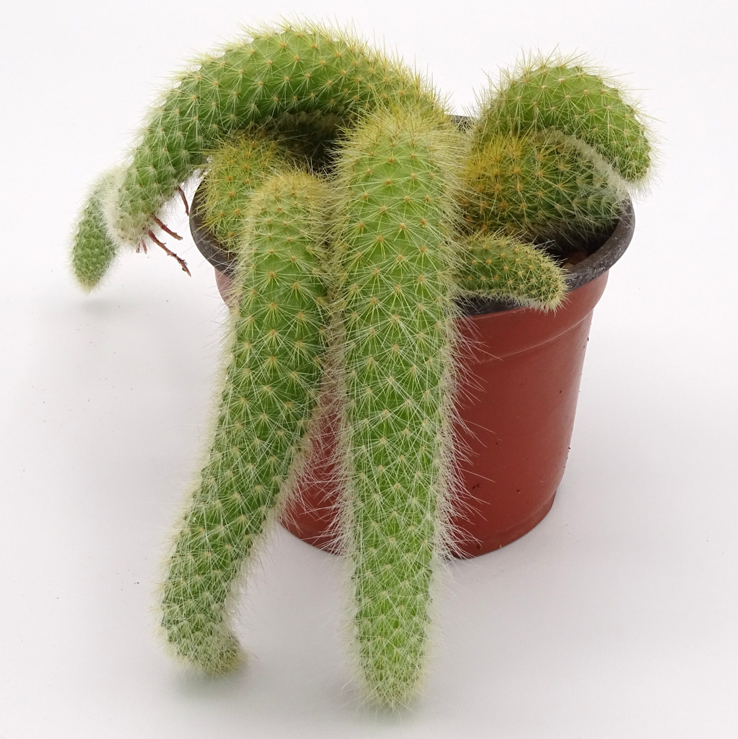 Cleistocactus colademononis - Image 2