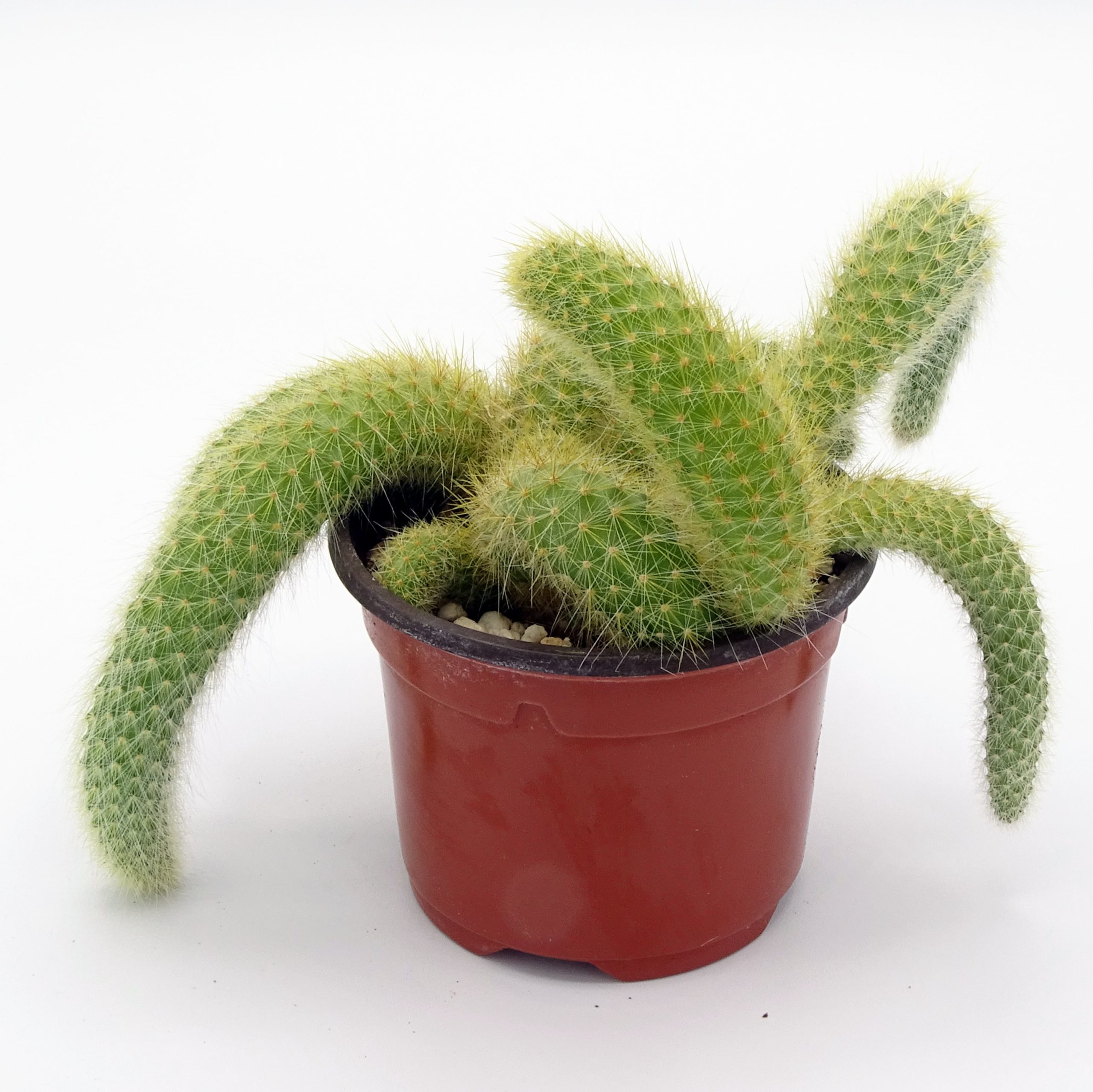 Cleistocactus colademononis