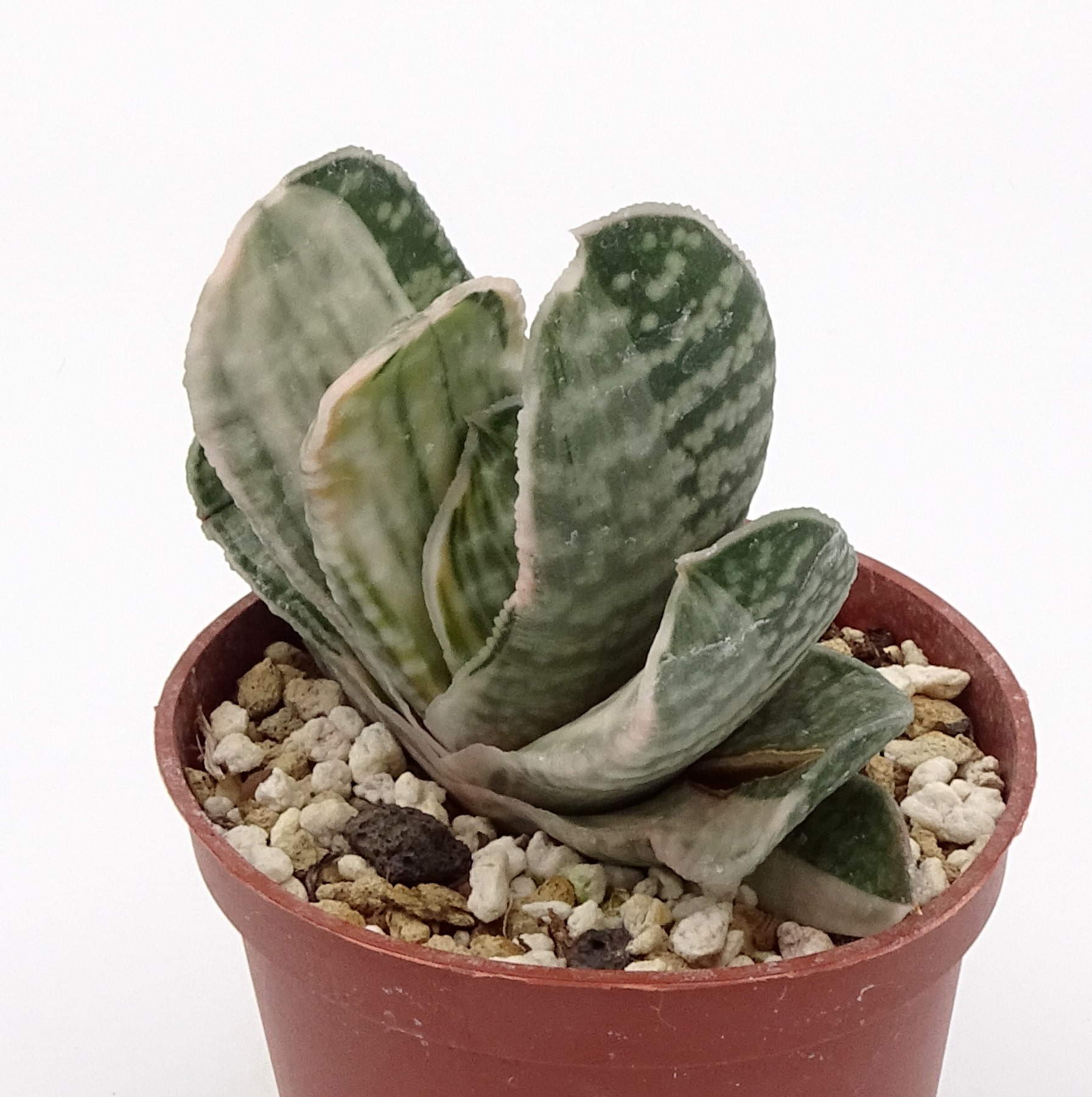 Gasteria 'Fuji-Yuki' (n.1) – Image 2