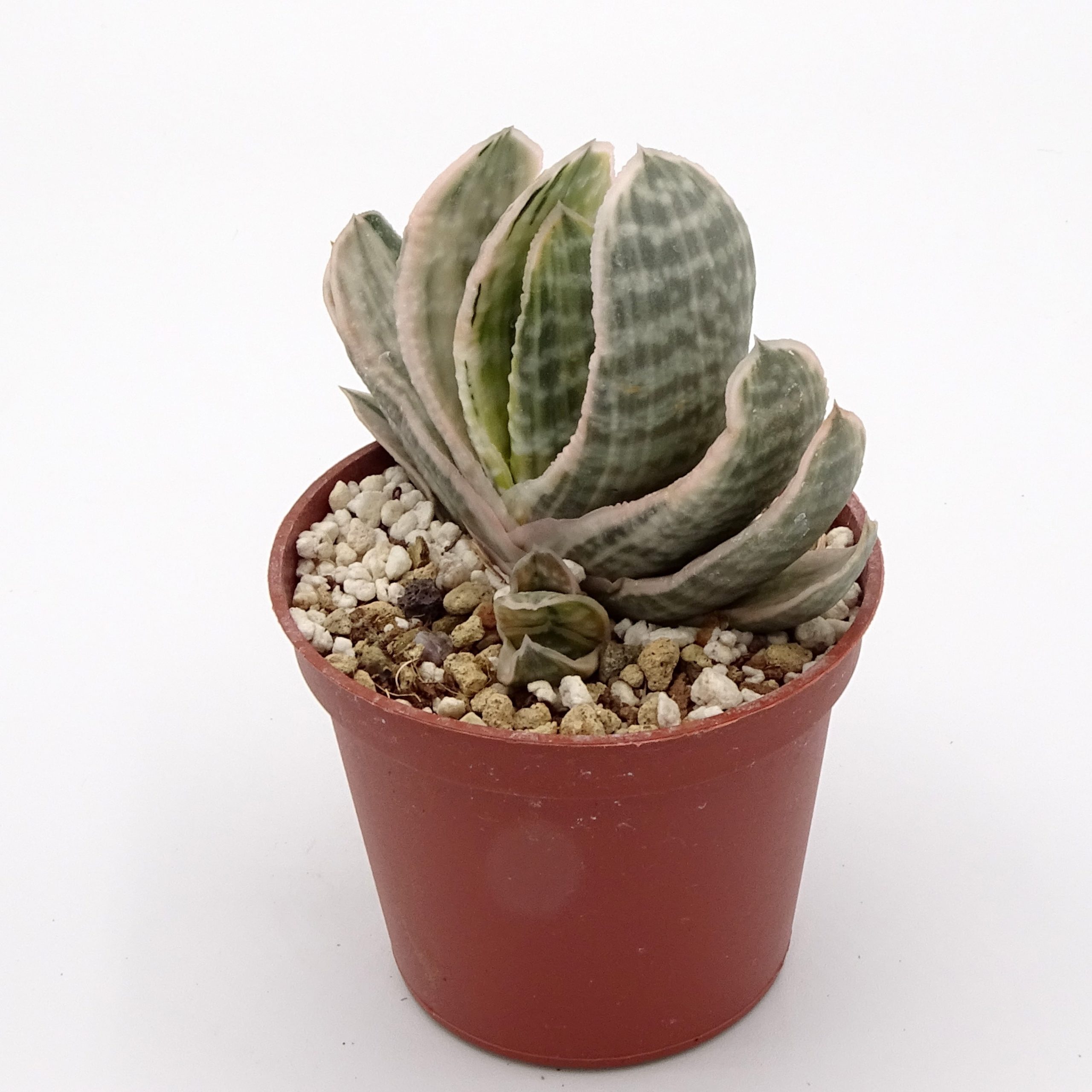 Gasteria 'Fuji-Yuki' (n.2) – Image 2
