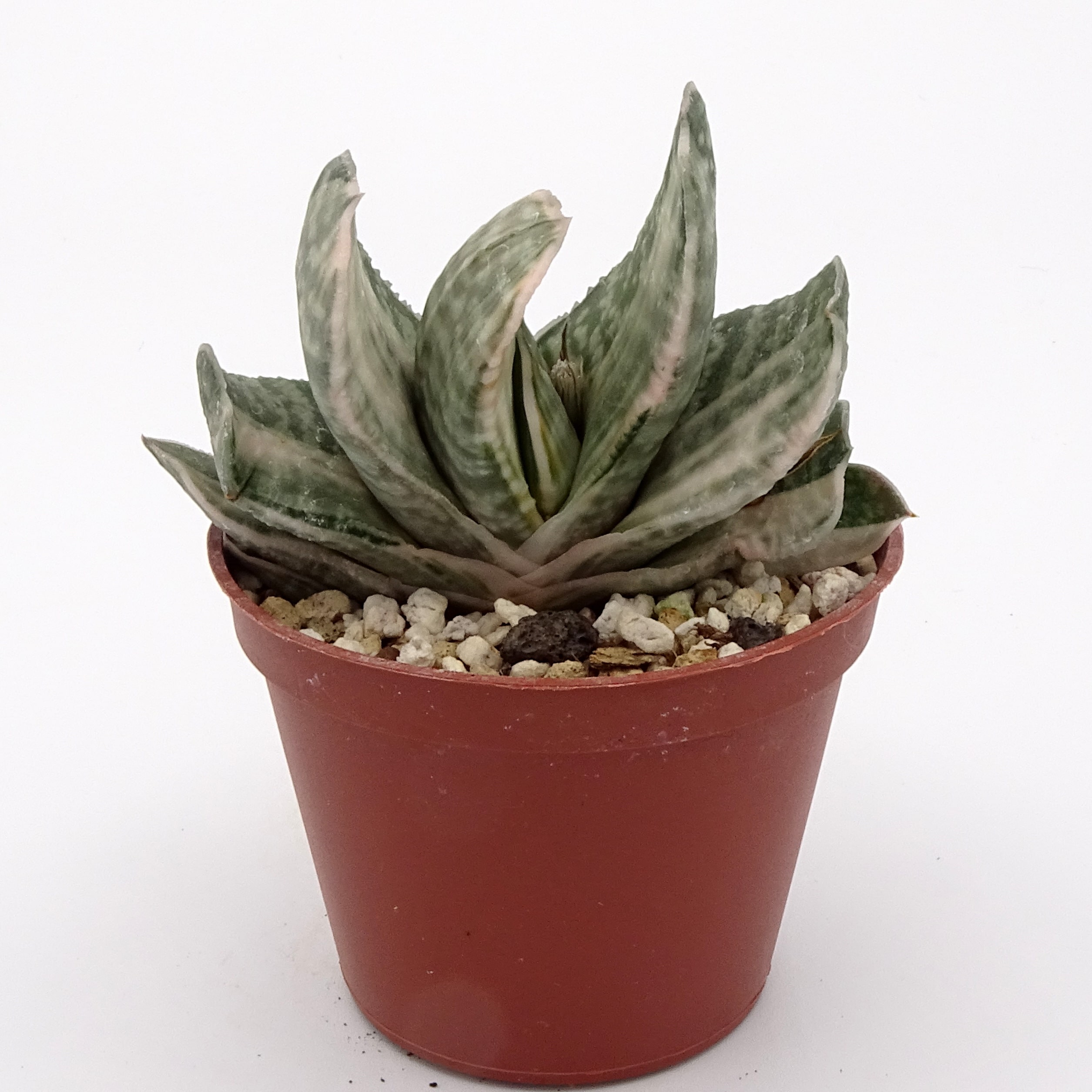 Gasteria 'Fuji-Yuki' (n.1) – Image 3