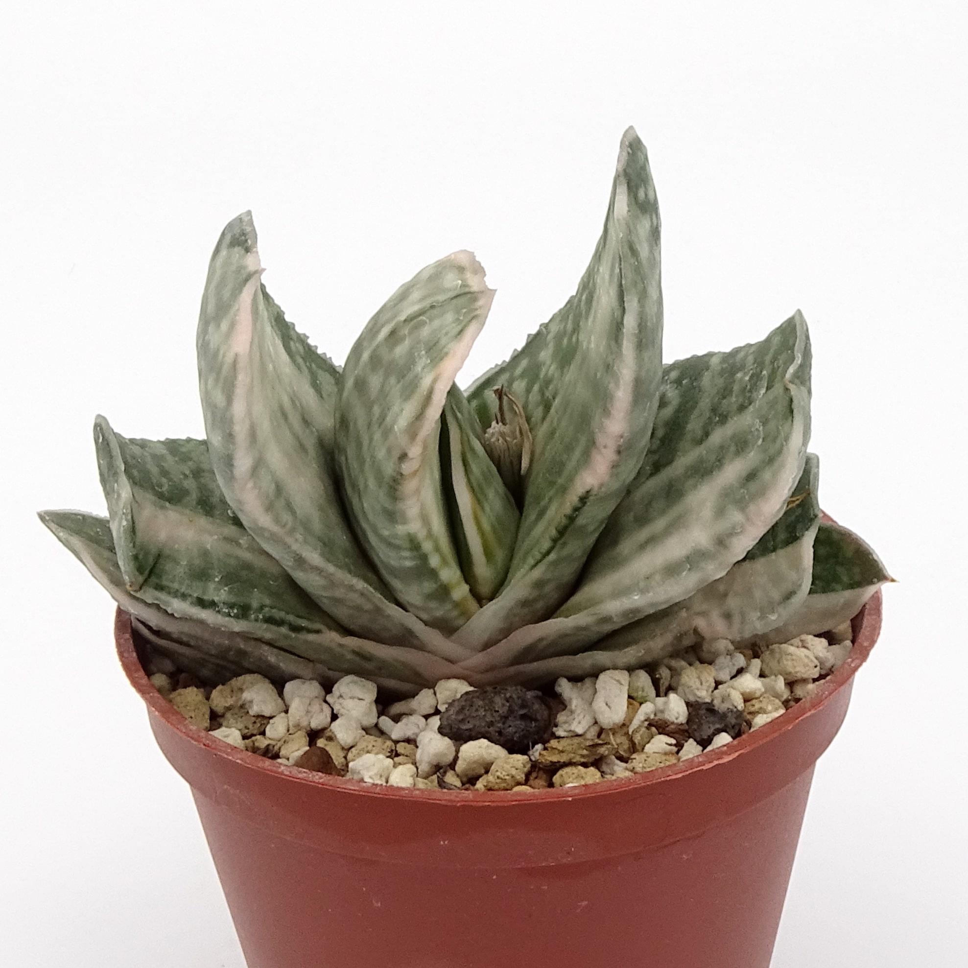 Gasteria 'Fuji-Yuki' (n.1)