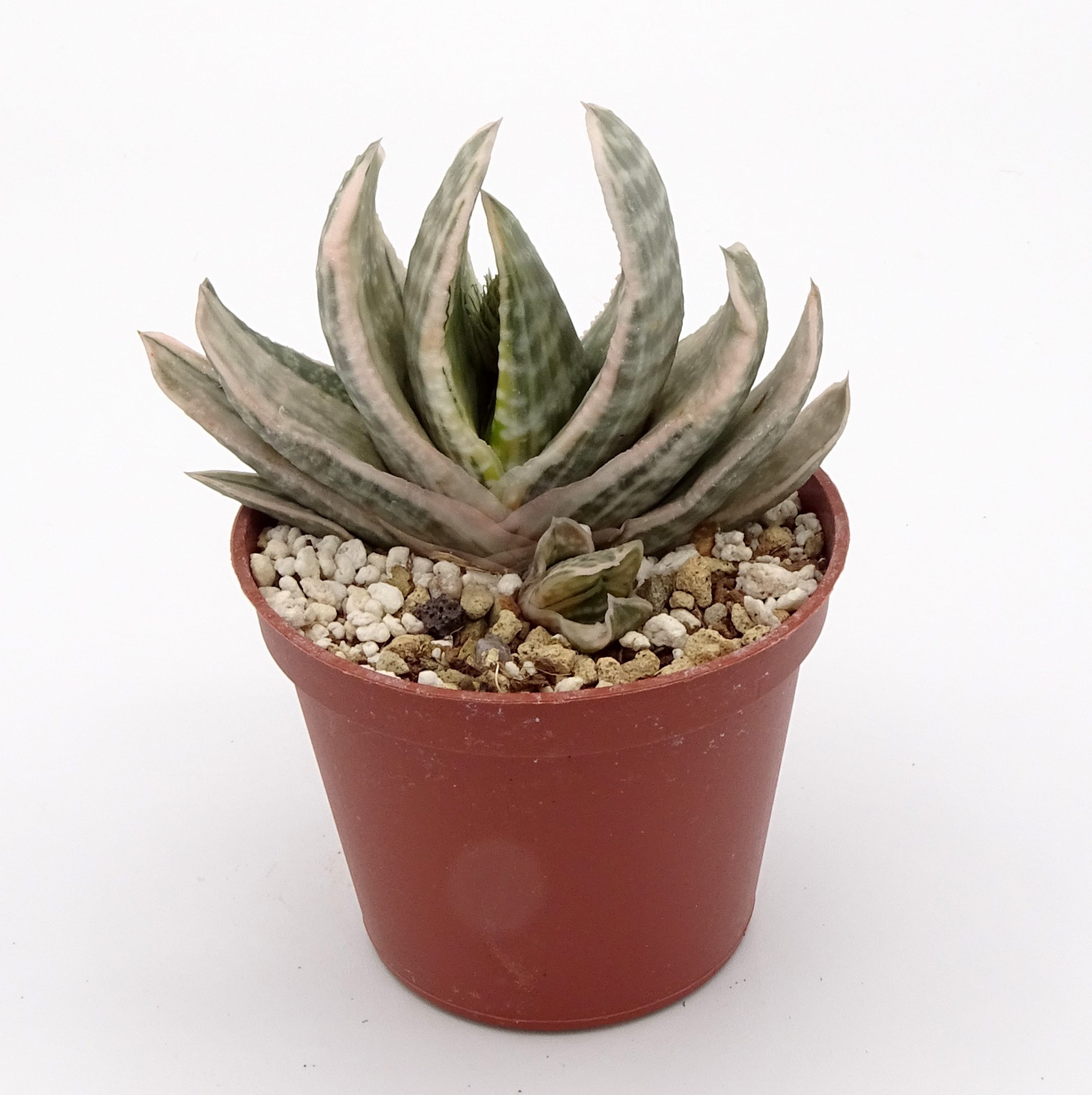 Gasteria 'Fuji-Yuki' (n.2)