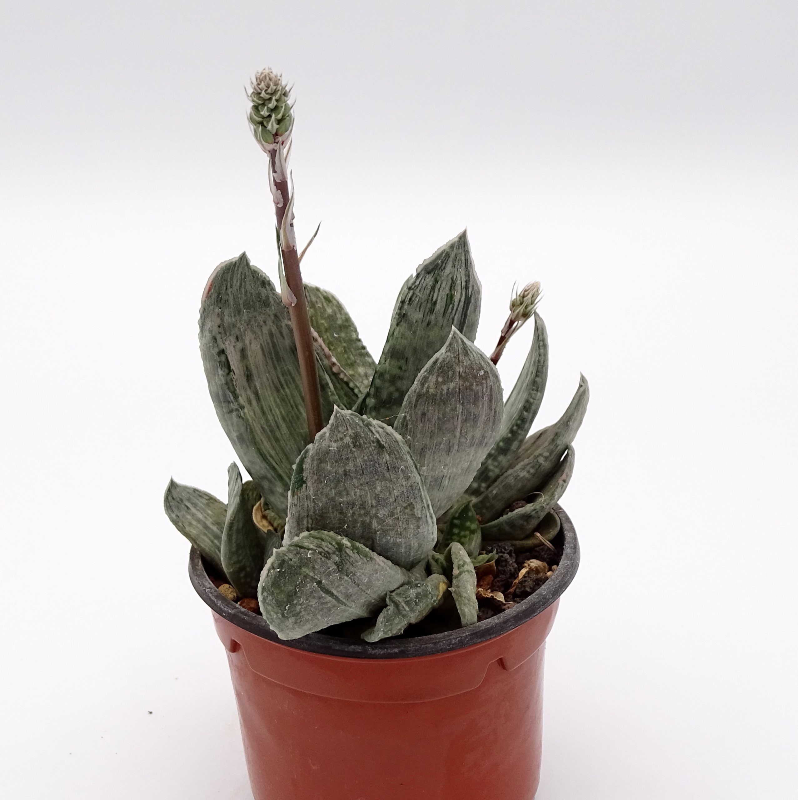 Gasteria 'Misuzu Fuji' – Image 3