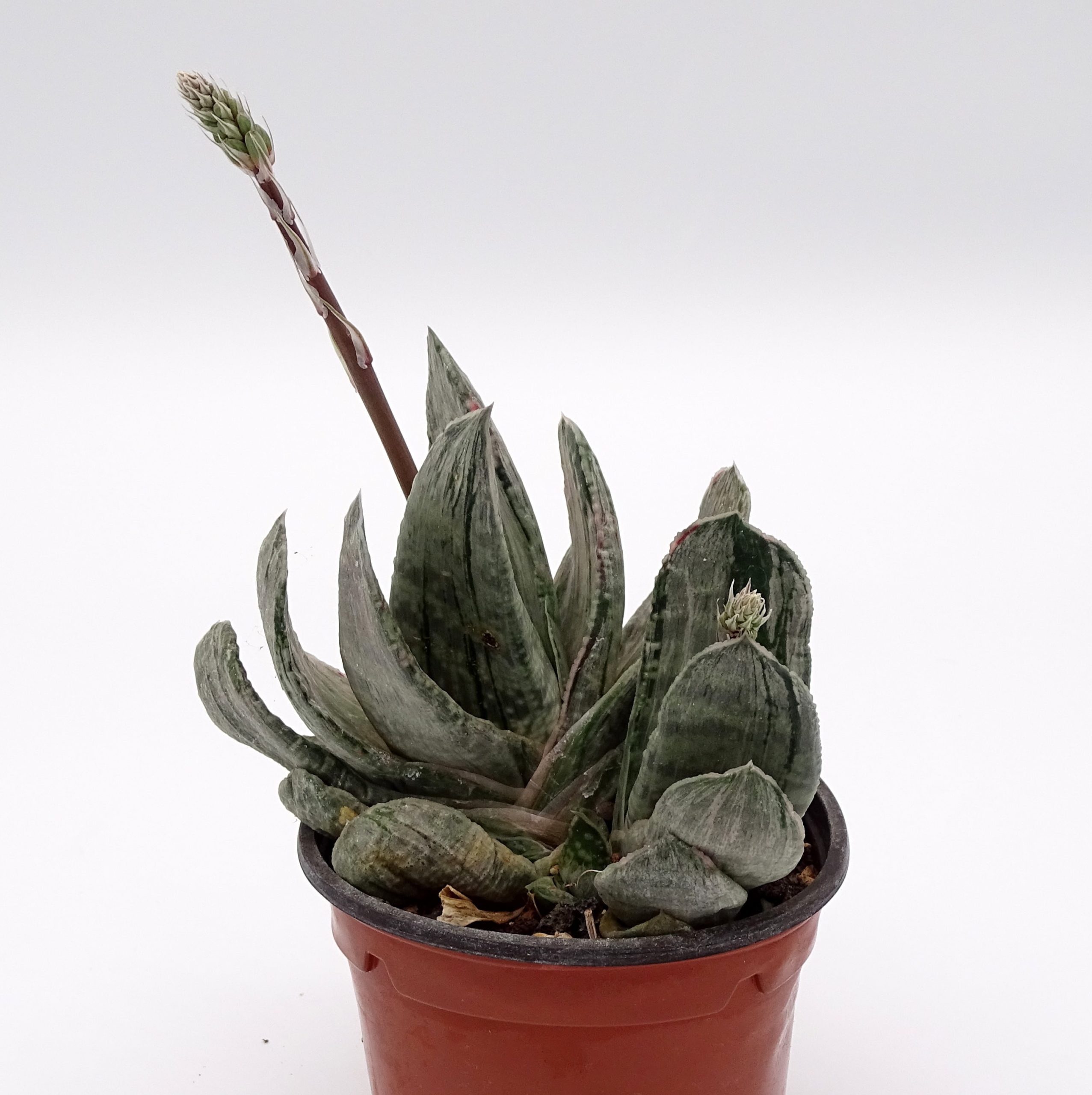 Gasteria 'Misuzu Fuji'