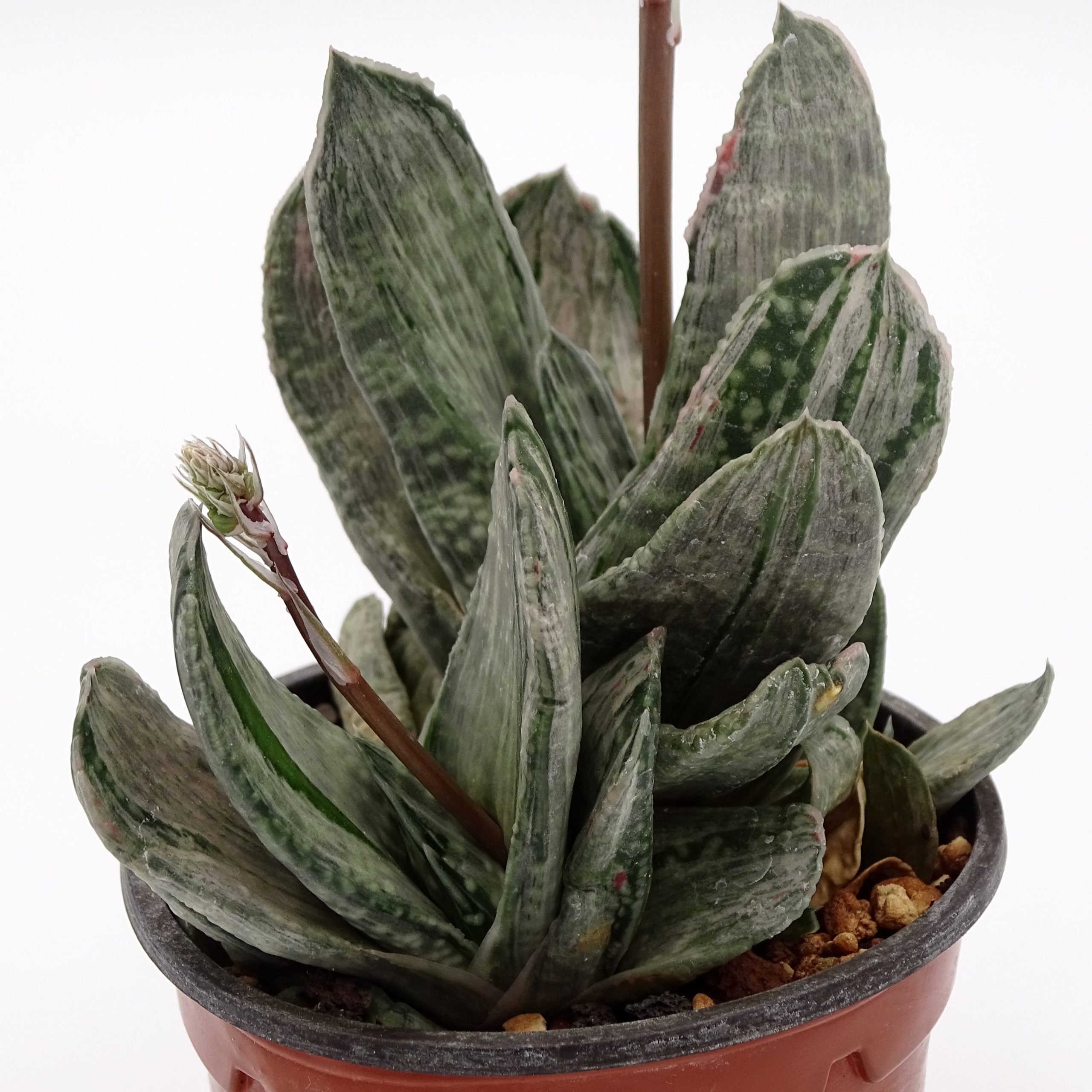 Gasteria 'Misuzu Fuji' – Image 2