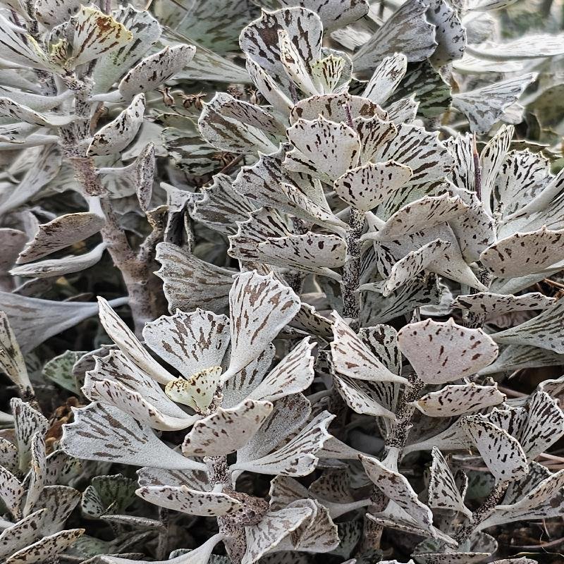 Kalanchoe rhombopilosa – Image 3