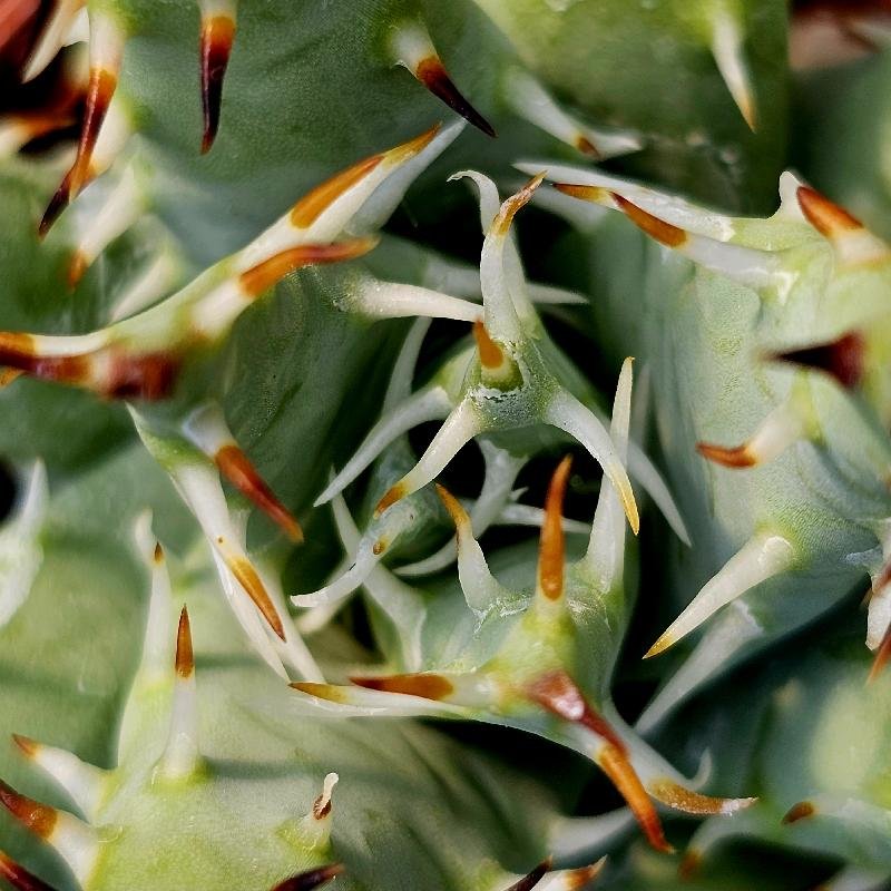 Aloe erinacea - Image 3