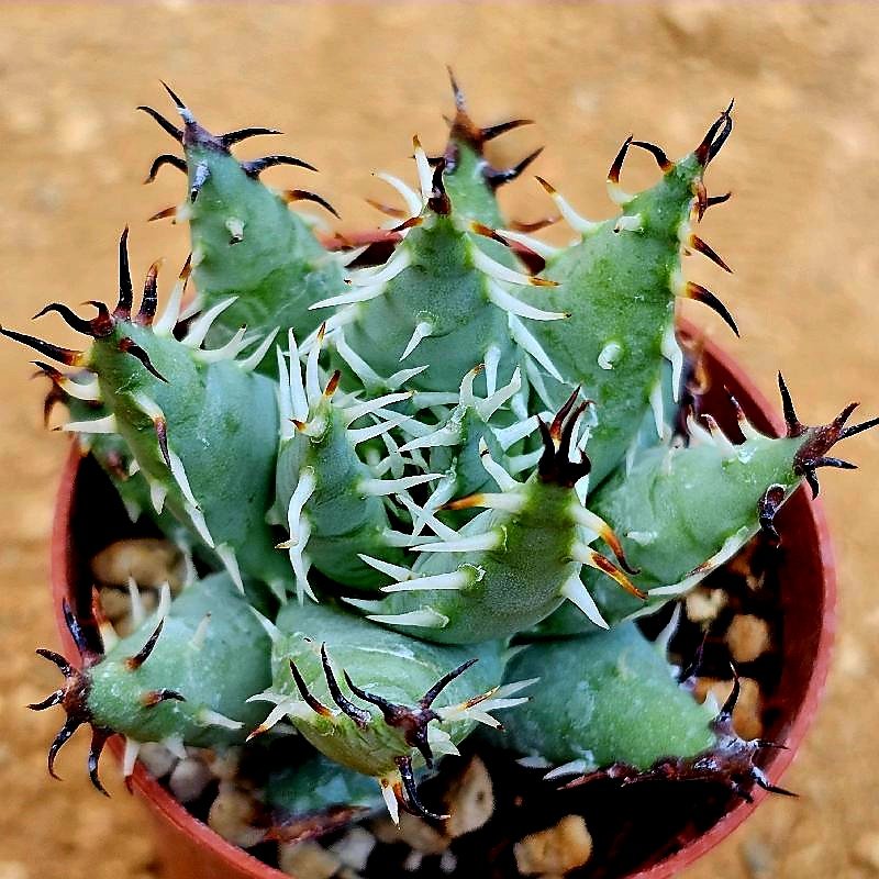 Aloe erinacea - Image 2