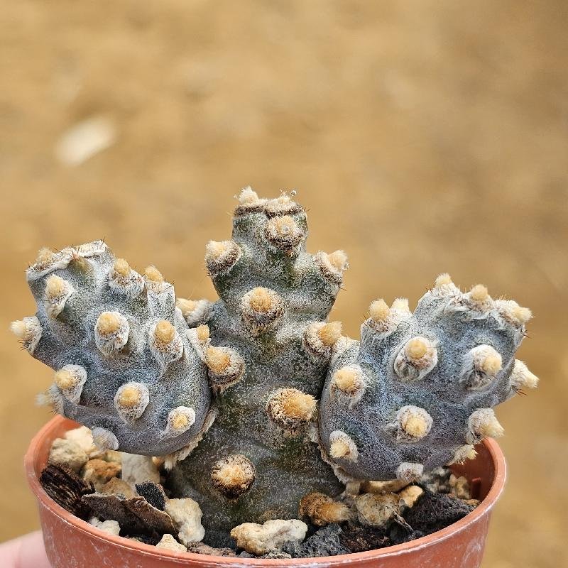 Tephrocactus molinensis - Image 2