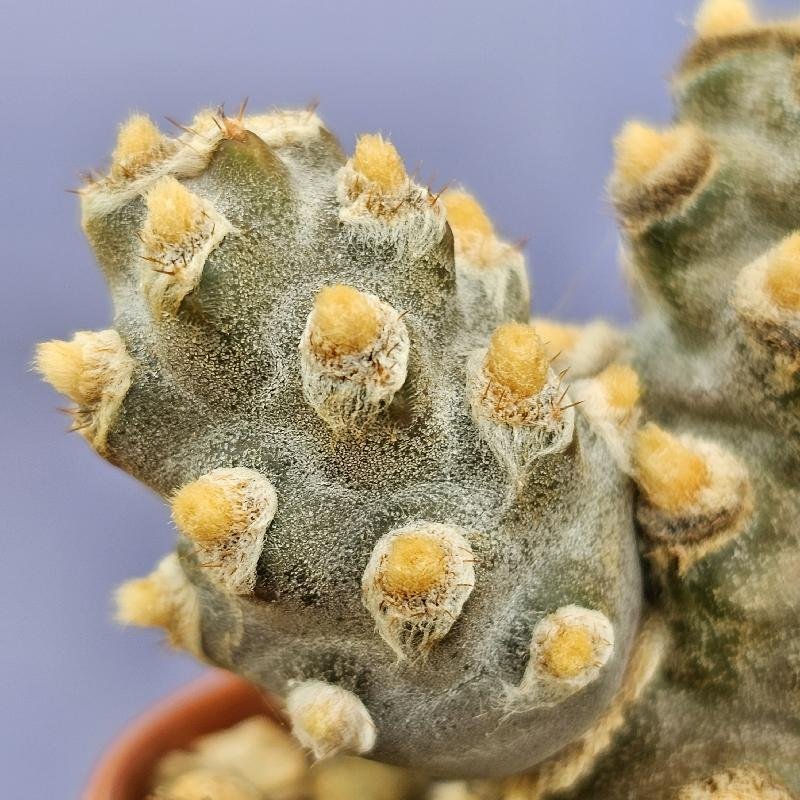 Tephrocactus molinensis