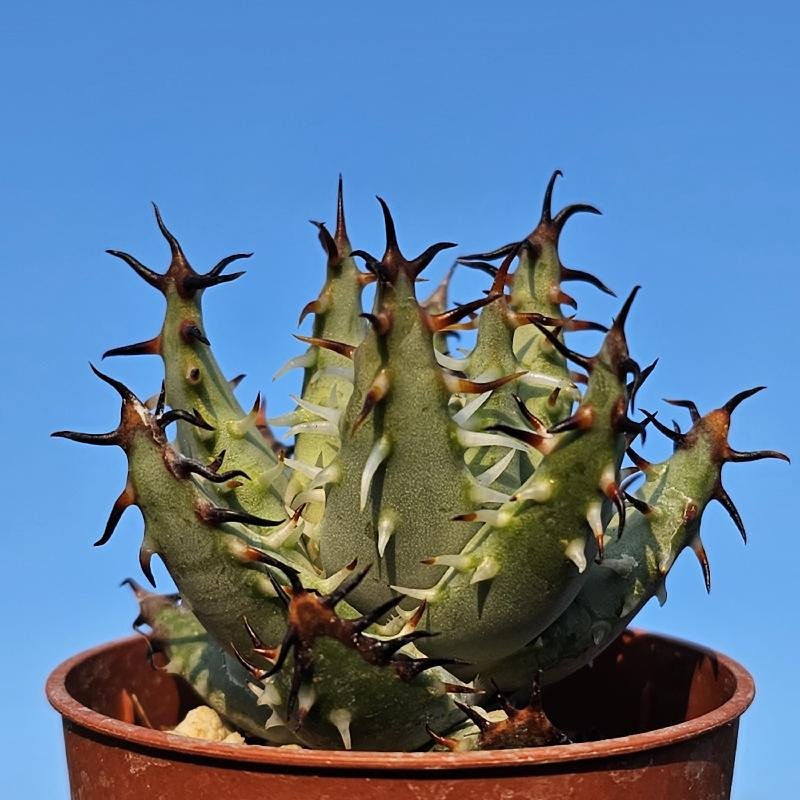 Aloe erinacea