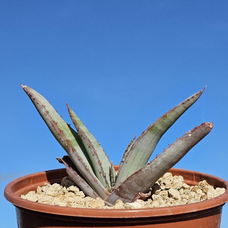 Aloe suprafoliata