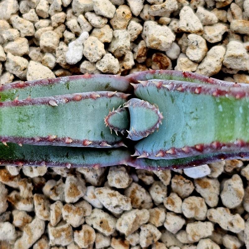 Aloe suprafoliata – Image 2