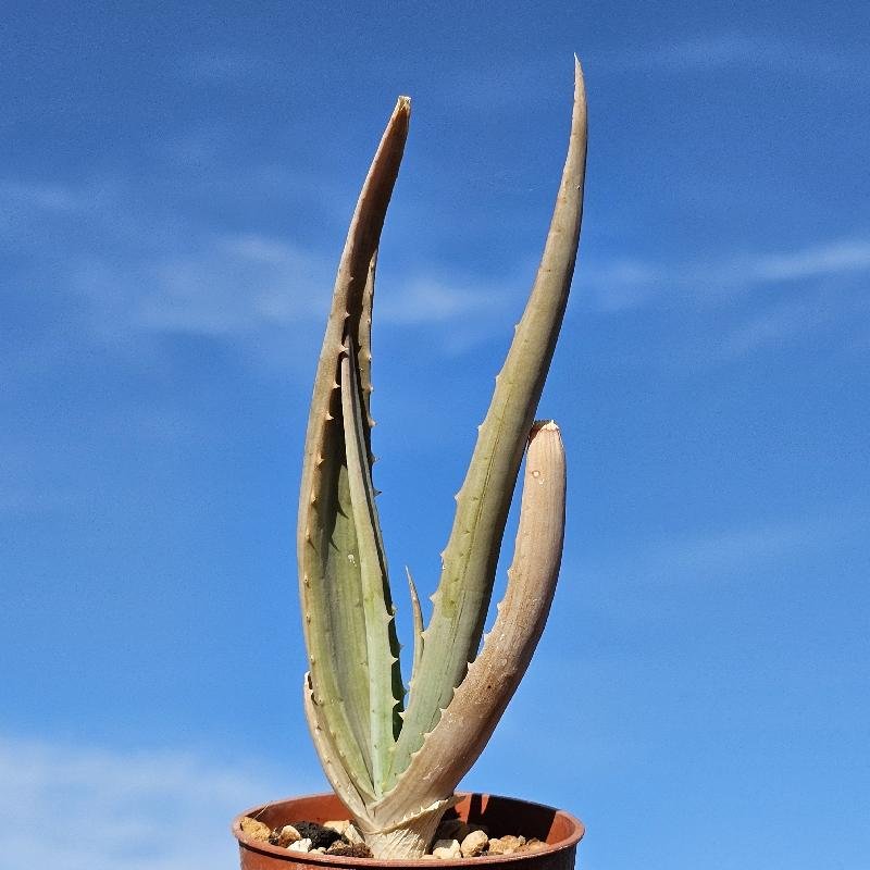 Aloe globuligemma