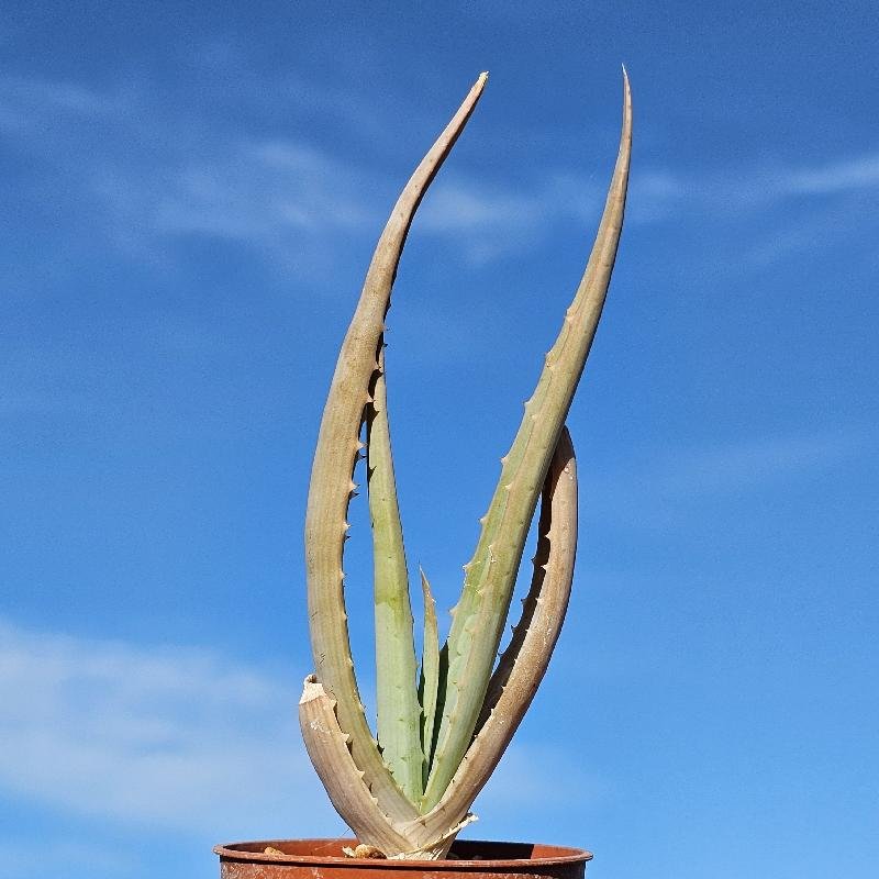 Aloe globuligemma – Image 2