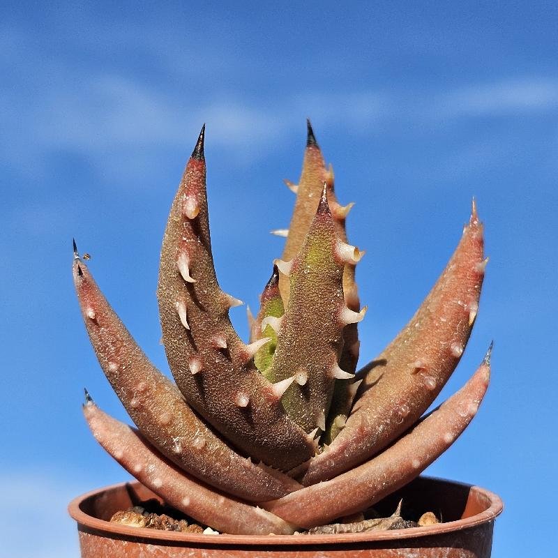 Aloe melanacantha