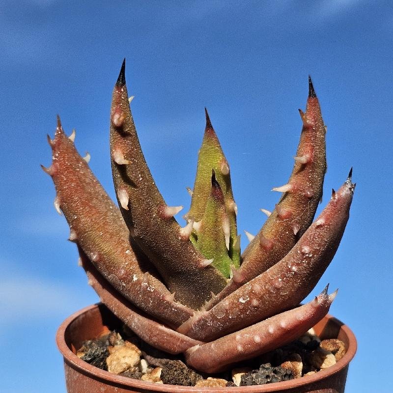 Aloe melanacantha - Image 2