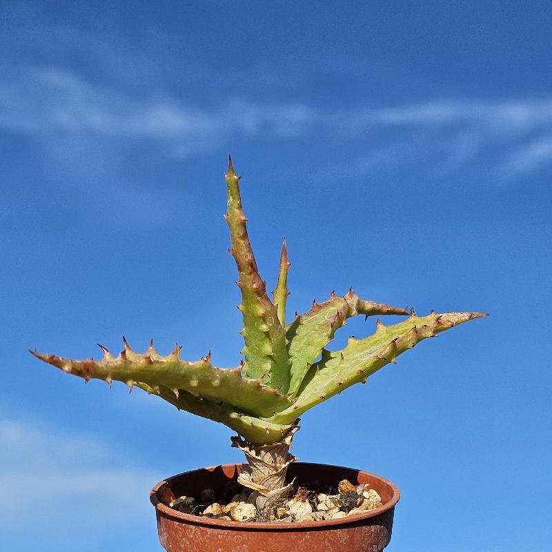 Aloe africana