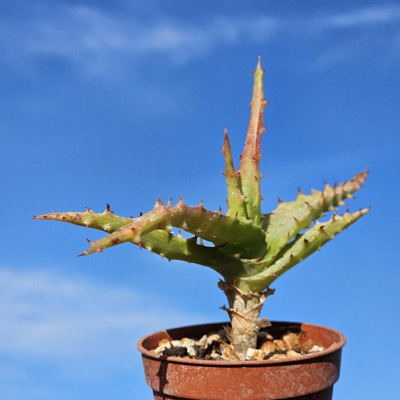 Aloe africana – Image 2