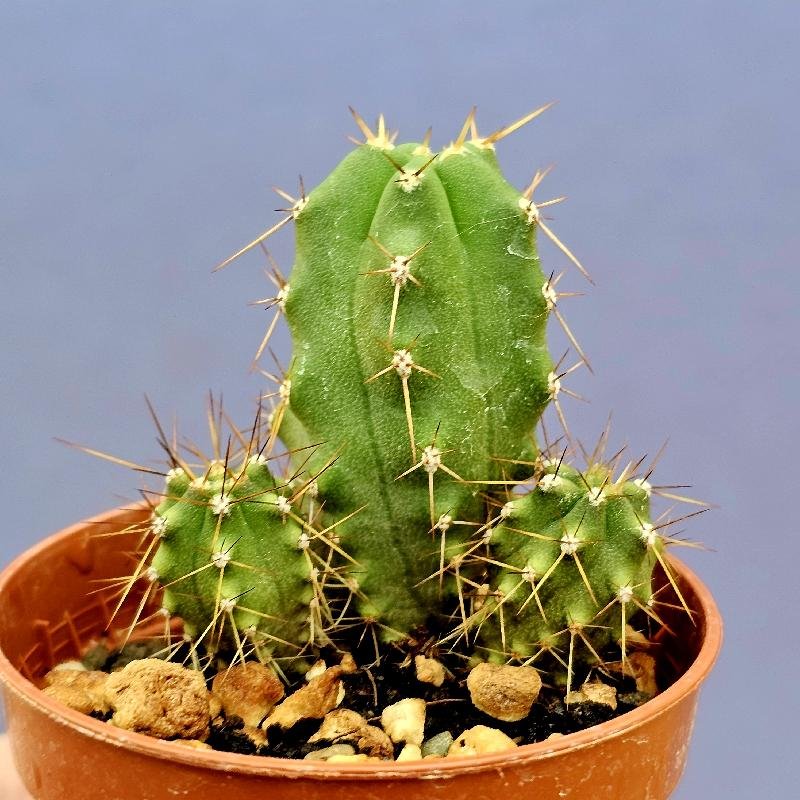 Trichocereus pachanoi x bridgesii