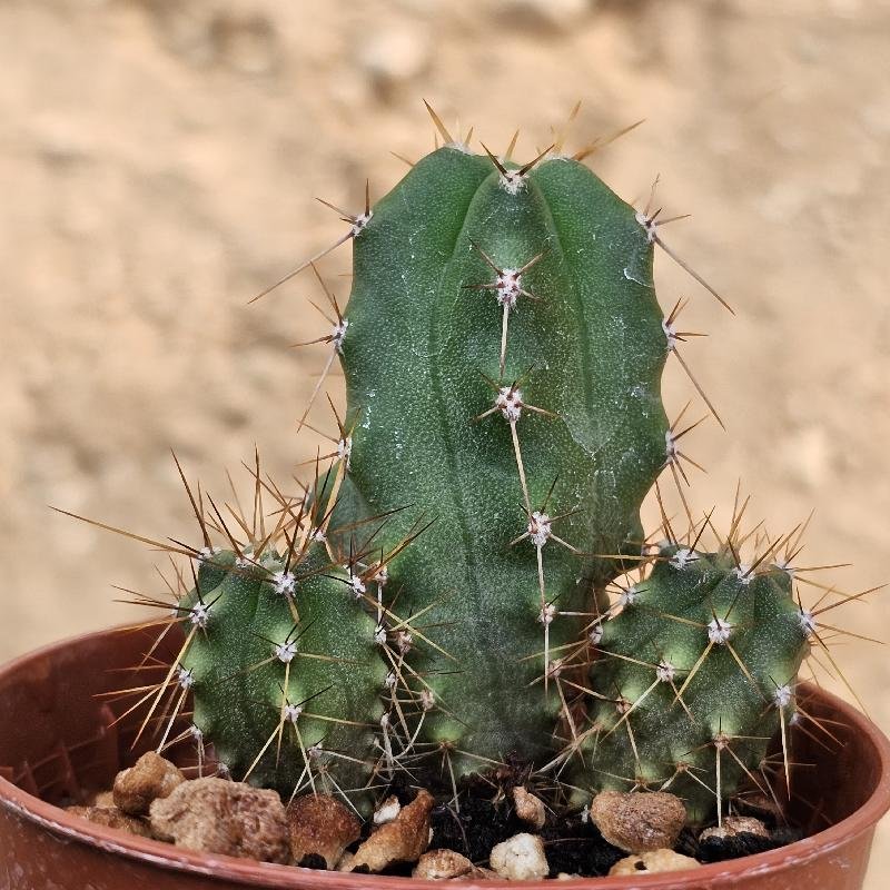 Trichocereus pachanoi x bridgesii – Image 2